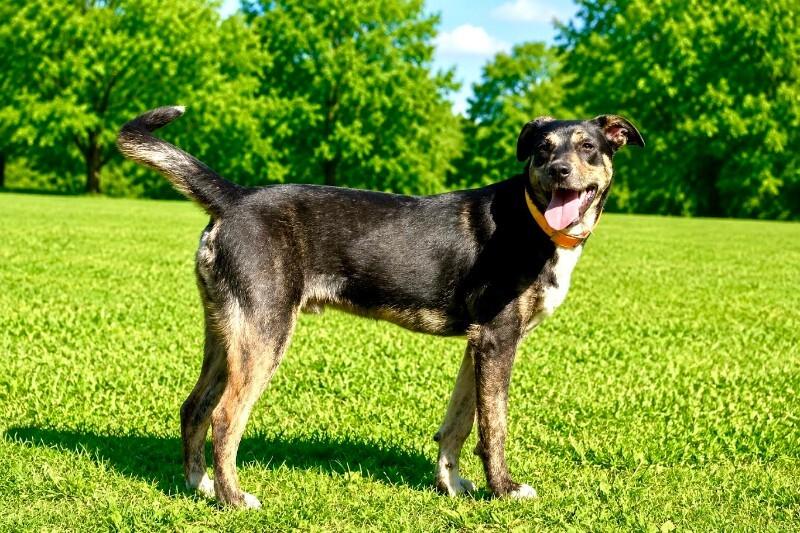 Hunter, Adoptable, Young Male Mixed Breed.