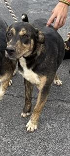 Enlarge Hunter, a Adoptable Mixed Breed in Maryville, TN image 3/5