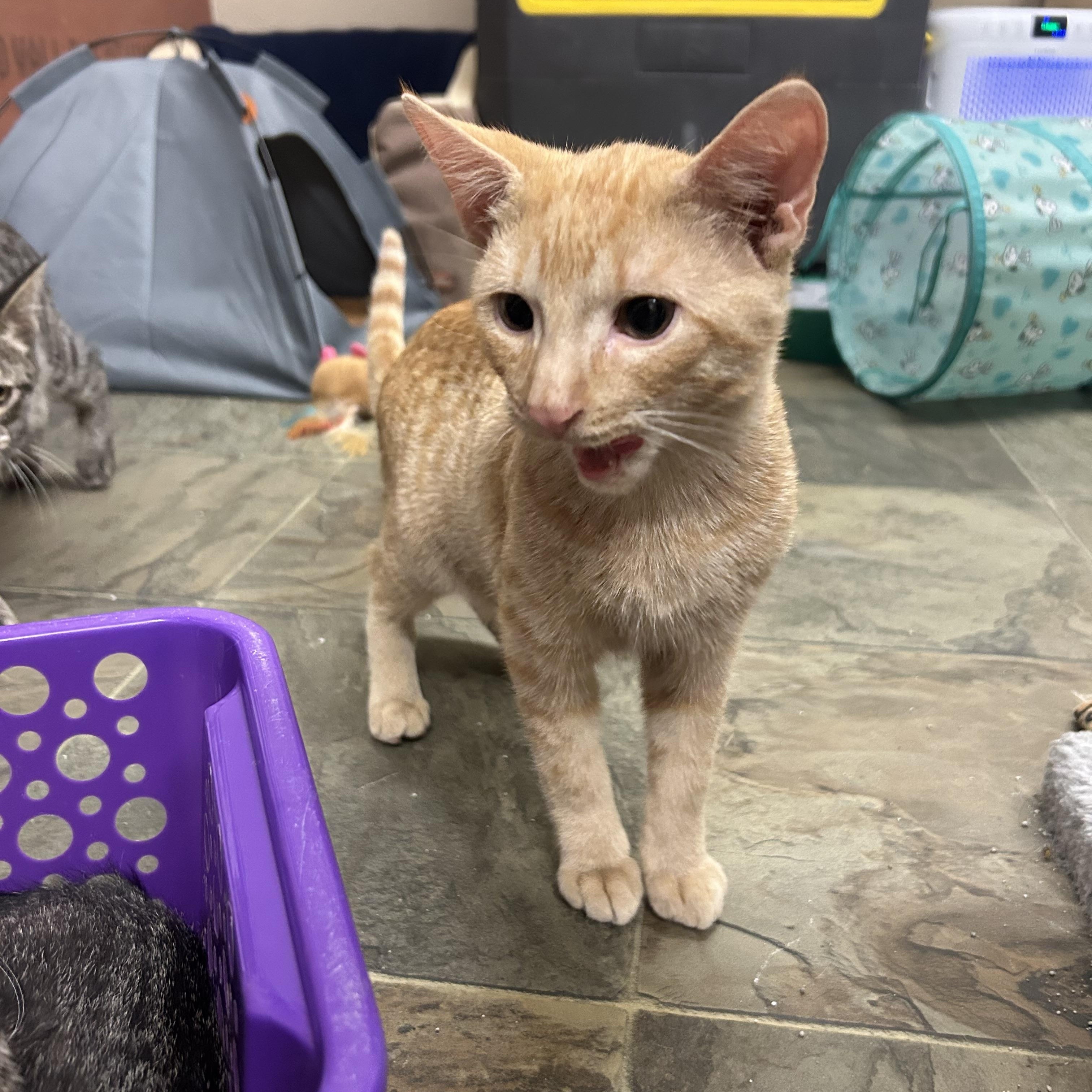 Enlarge Miles, a Adoptable Domestic Short Hair in Mauston, WI image 2/2