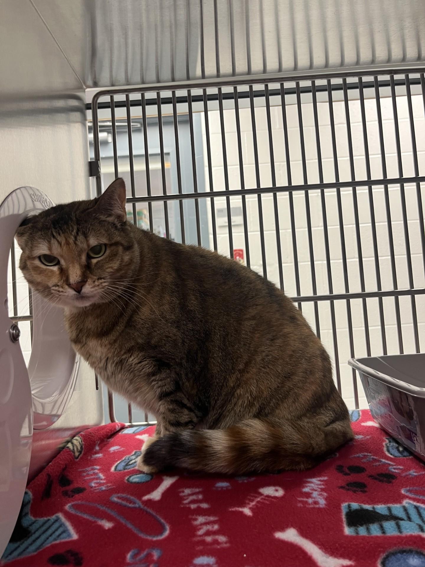 Enlarge Bok Choy, an adoptable Domestic Short Hair in Allen, TX image 4/6