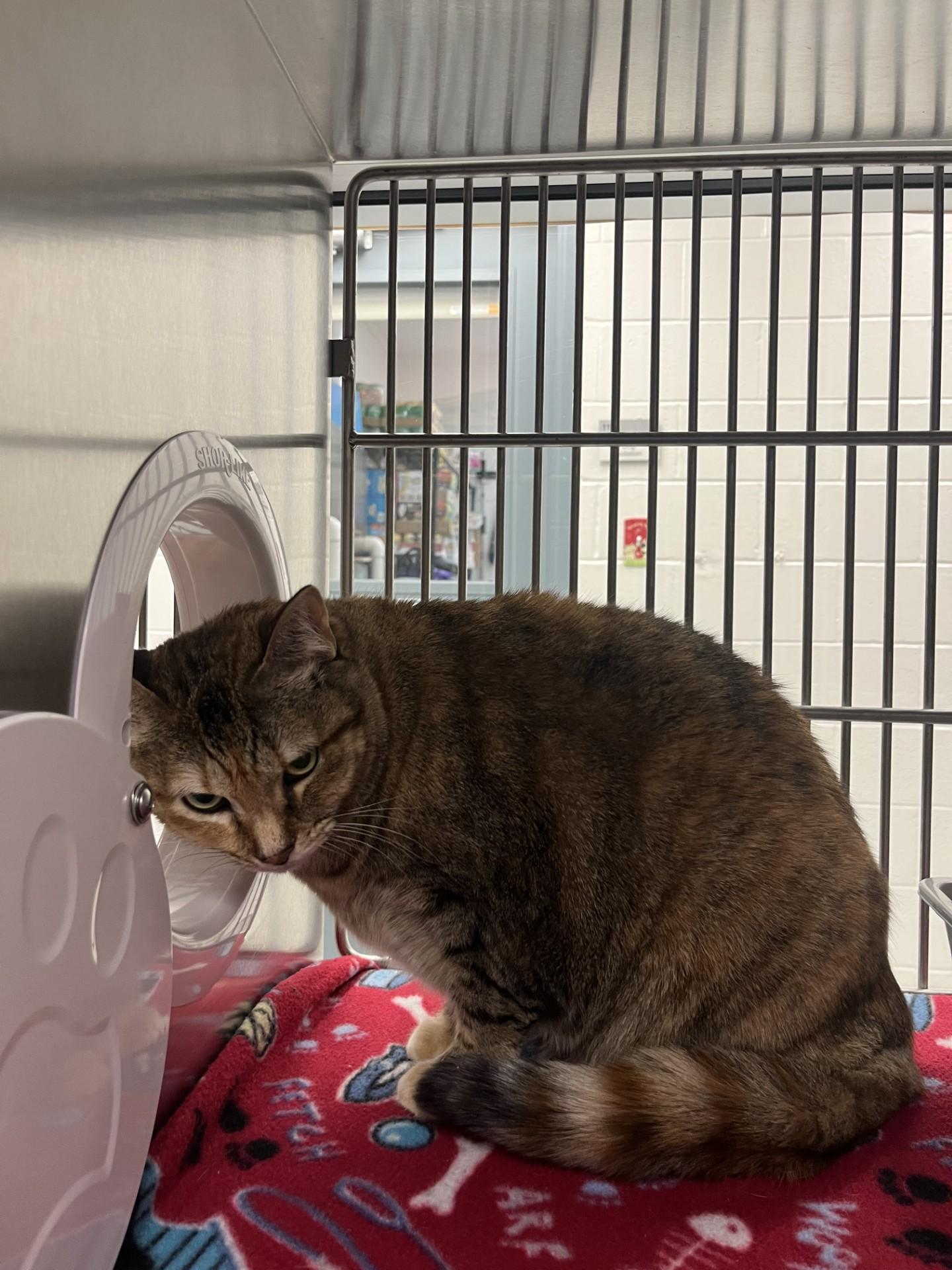 Enlarge Bok Choy, an adoptable Domestic Short Hair in Allen, TX image 6/6