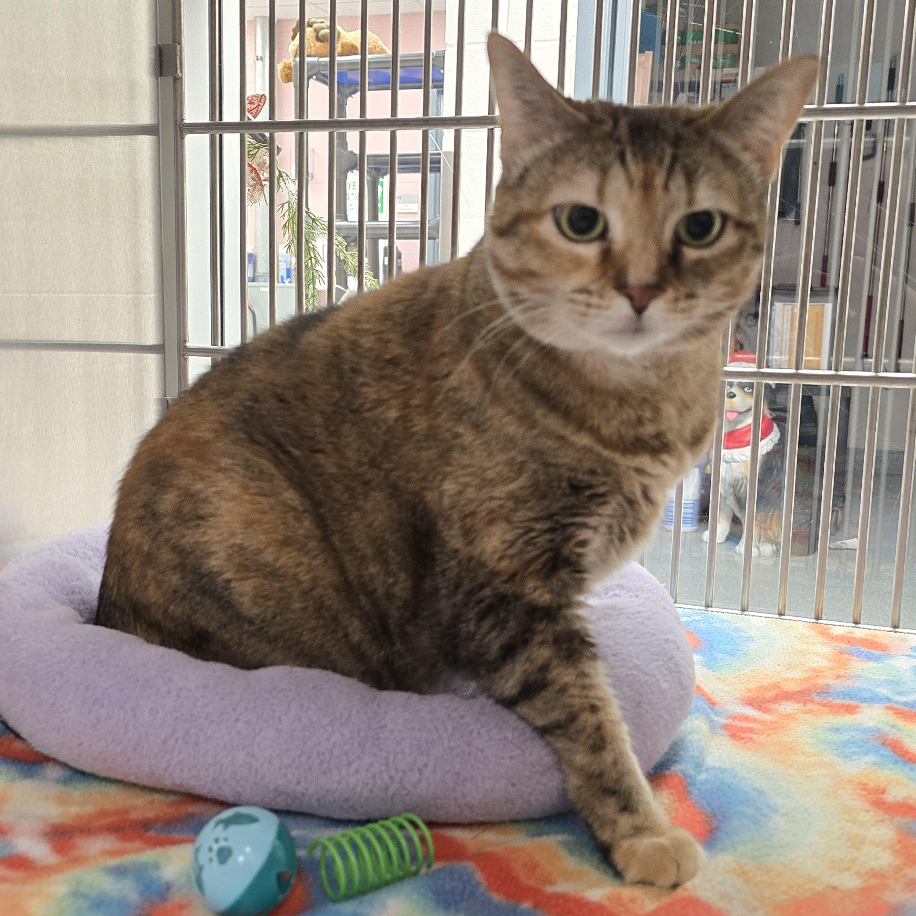 Bok Choy, adoptable, Adult Female Domestic Short Hair.