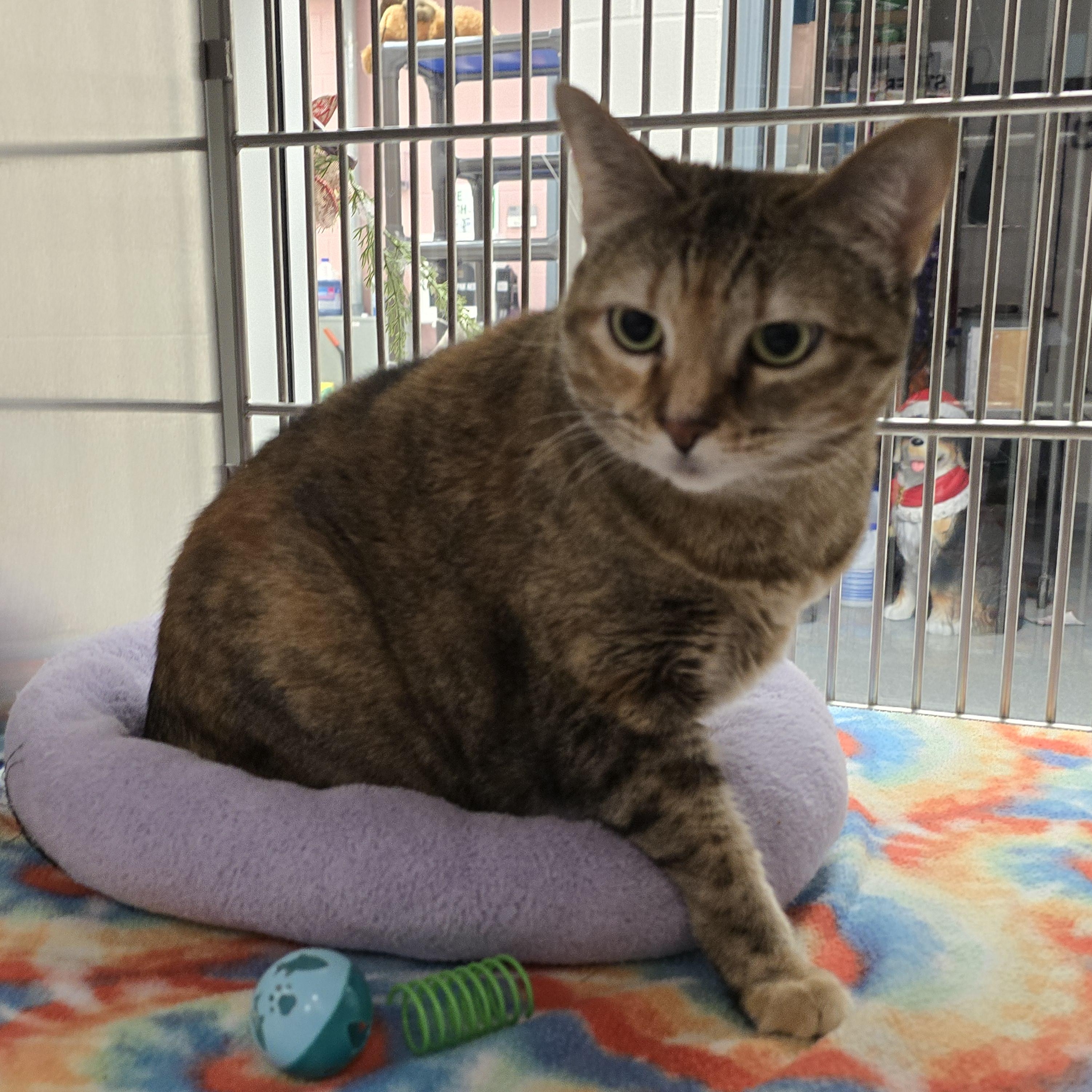 Enlarge Bok Choy, an adoptable Domestic Short Hair in Allen, TX image 2/6