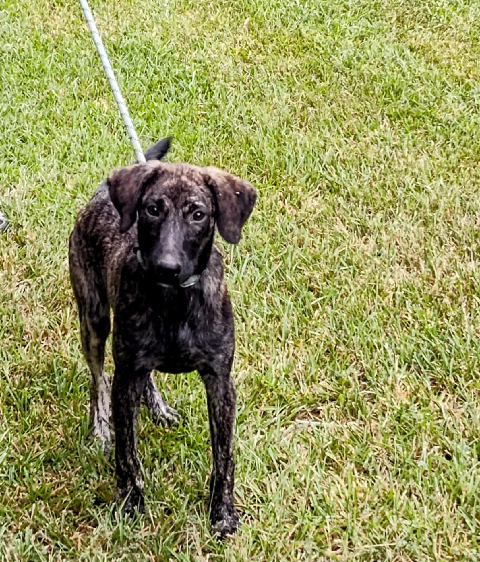 Jordan, a Adoptable Labrador Retriever in Carthage, MS image 1/4