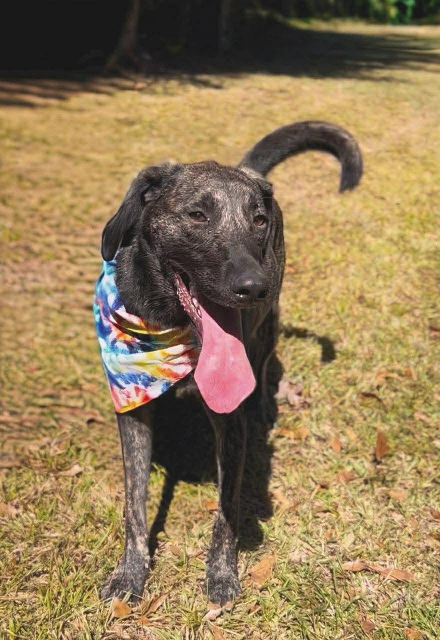 Enlarge Jordan, a Adoptable Labrador Retriever in Carthage, MS image 5/6