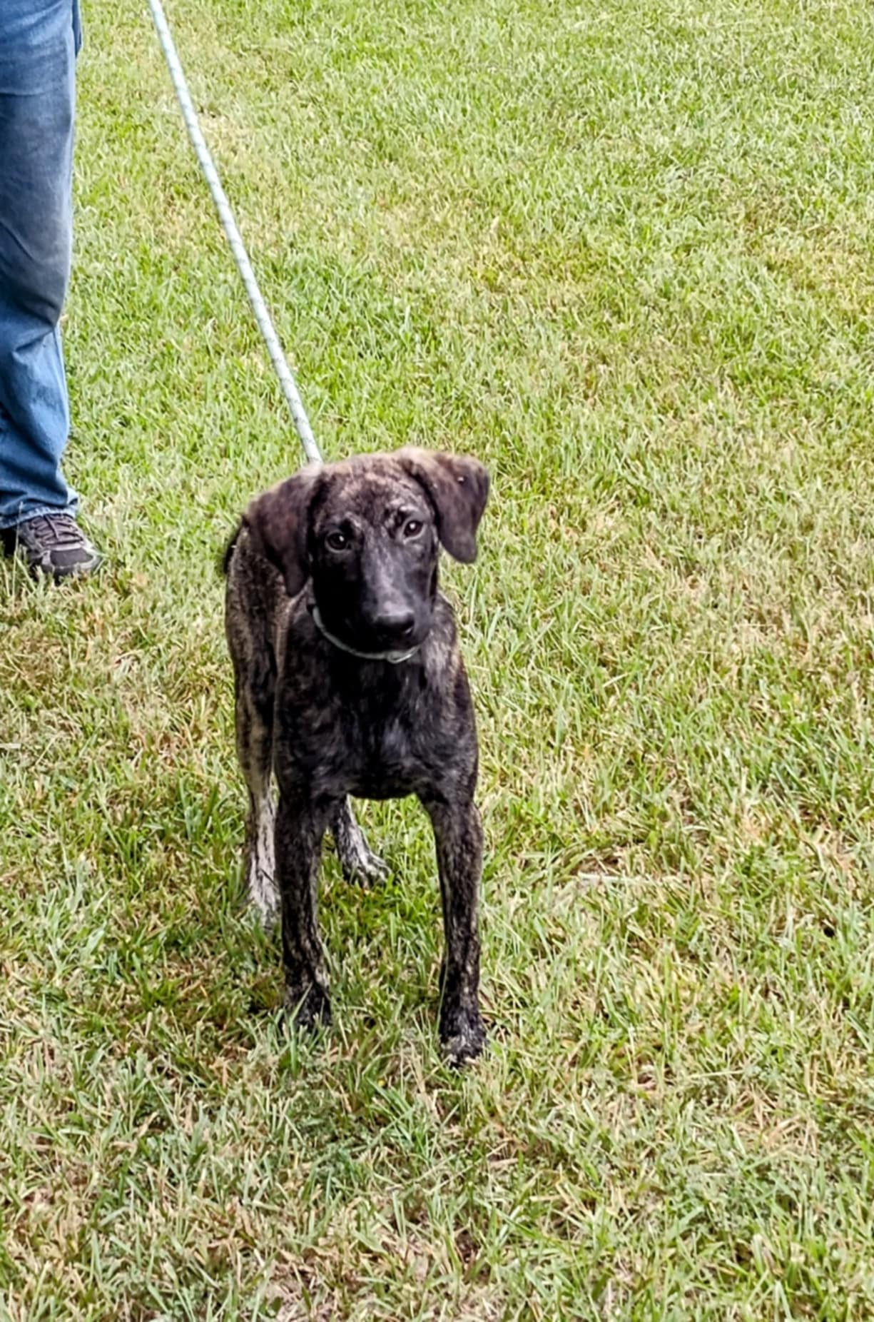 Jordan, a Adoptable Labrador Retriever in Carthage, MS image 3/4