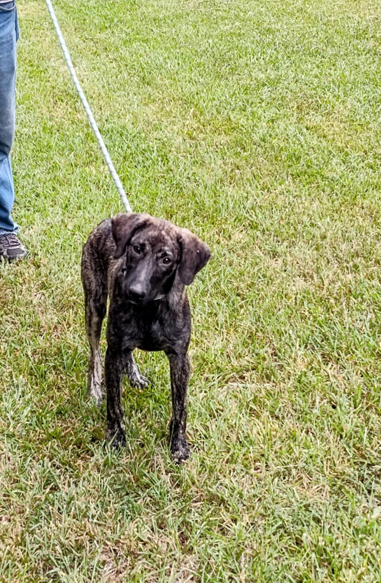 Jordan, a Adoptable Labrador Retriever in Carthage, MS image 4/4