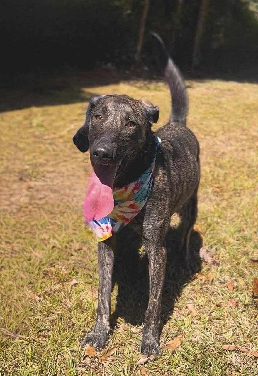 Enlarge Jordan, a Adoptable Labrador Retriever in Carthage, MS image 6/6