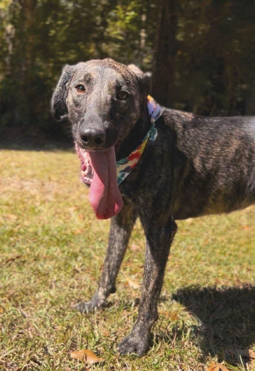 Enlarge Jordan, a Adoptable Labrador Retriever in Carthage, MS image 4/6