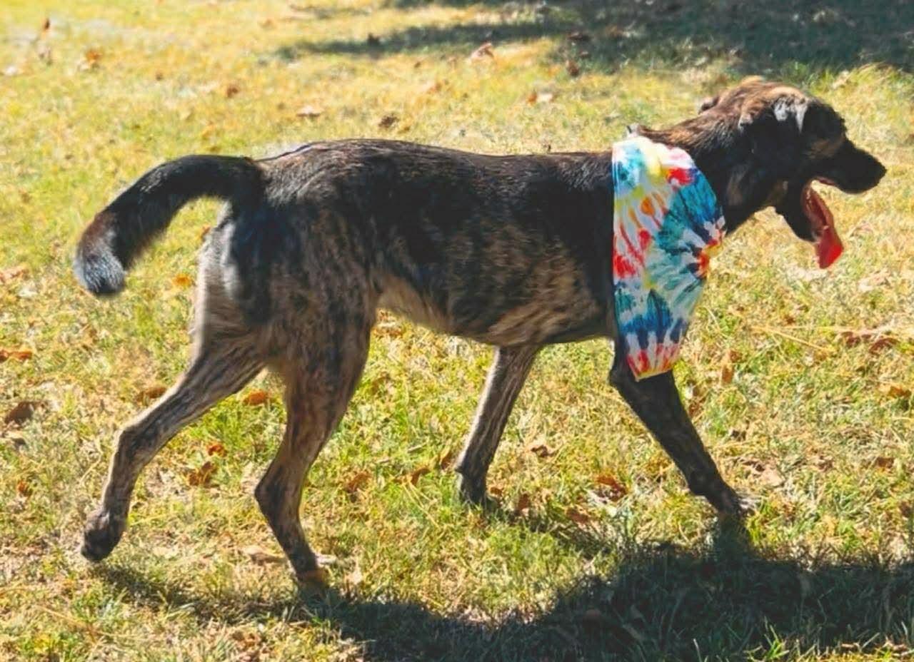 Enlarge Jordan, a Adoptable Labrador Retriever in Carthage, MS image 3/6