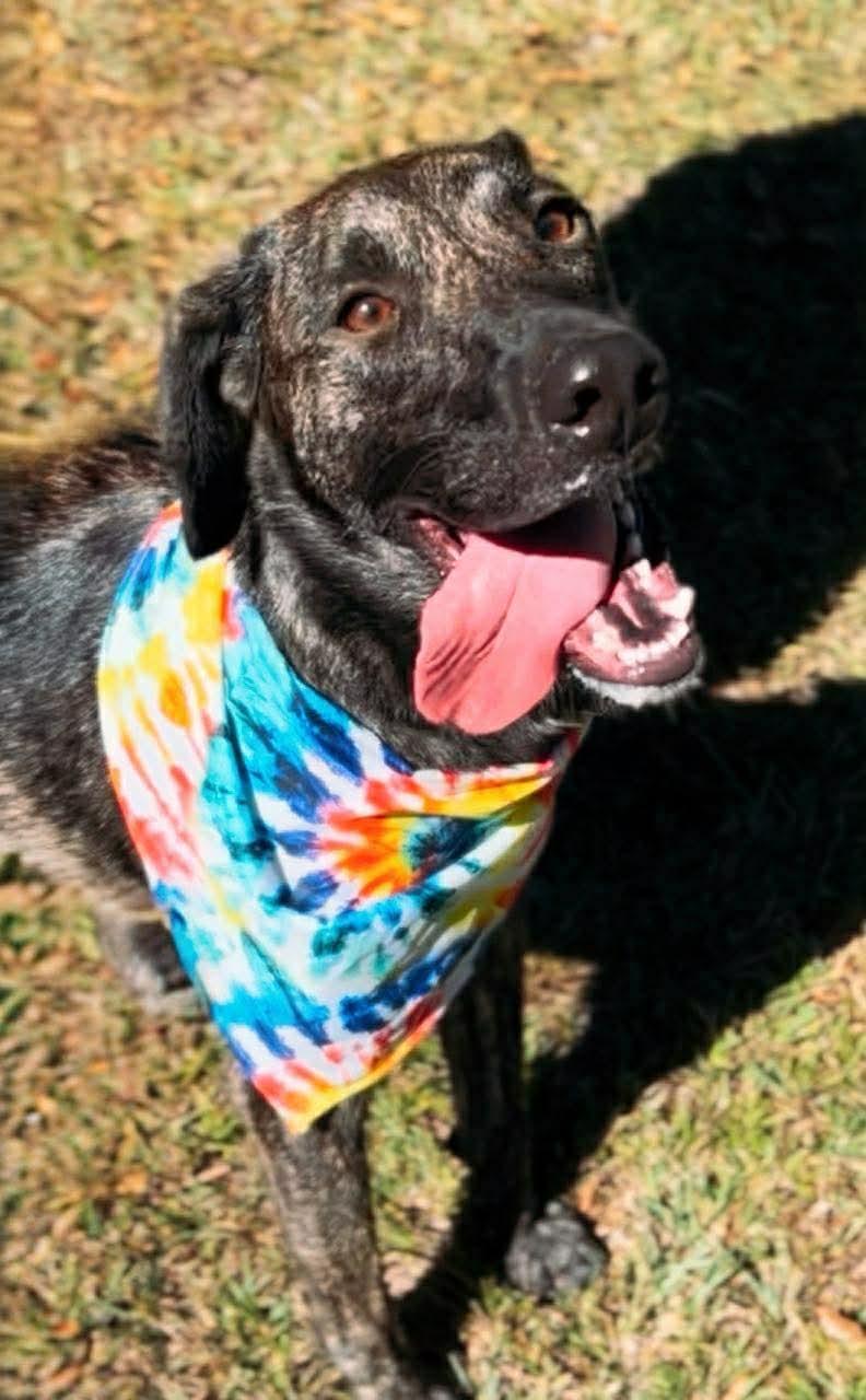 Enlarge Jordan, a Adoptable Labrador Retriever in Carthage, MS image 1/6