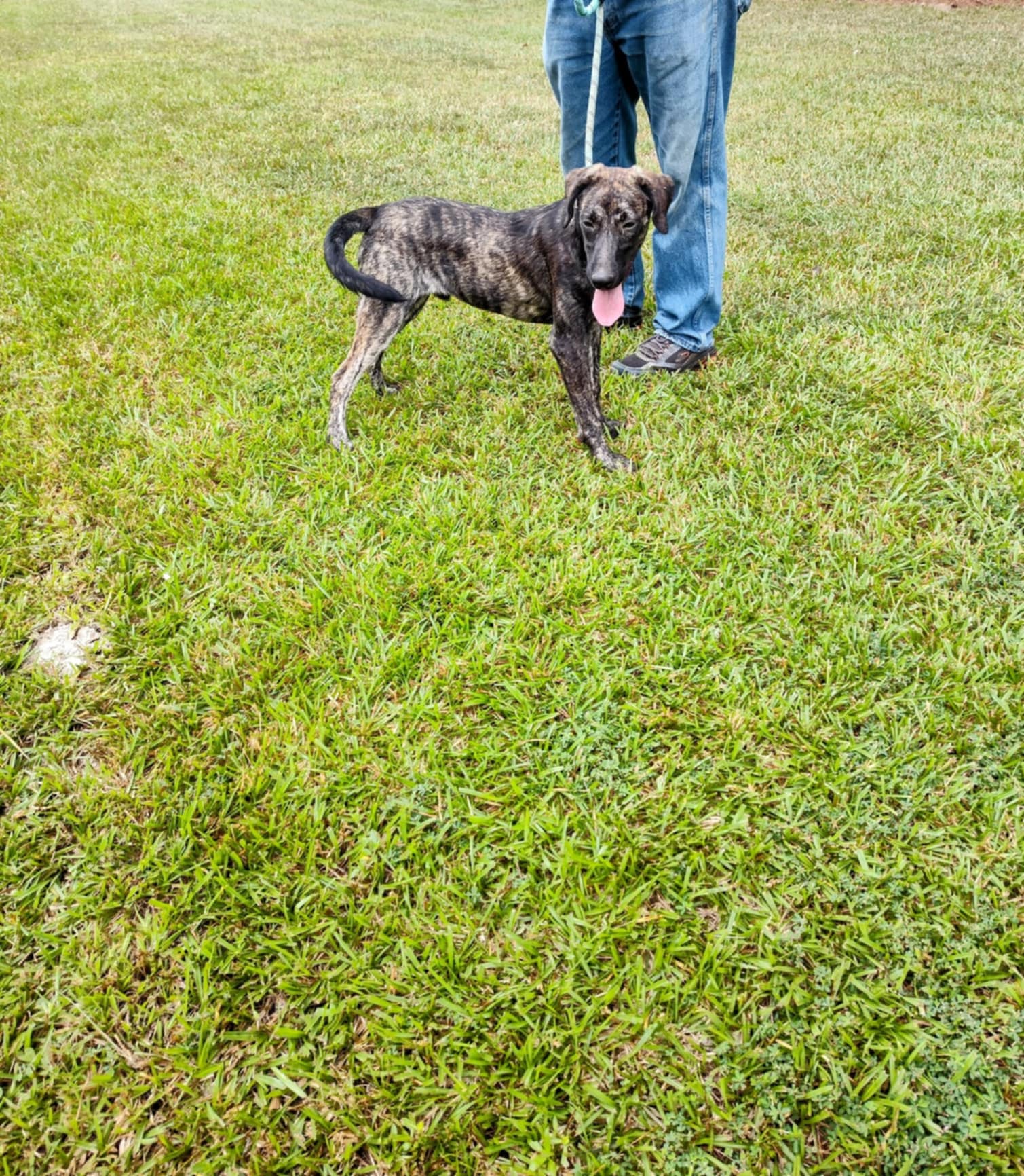 Jordan, a Adoptable Labrador Retriever in Carthage, MS image 2/4