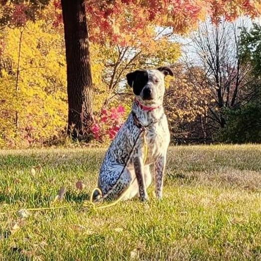 Maya, Adoptable, Adult Female Australian Cattle Dog / Blue Heeler & Australian Cattle Dog / Blue Heeler.
