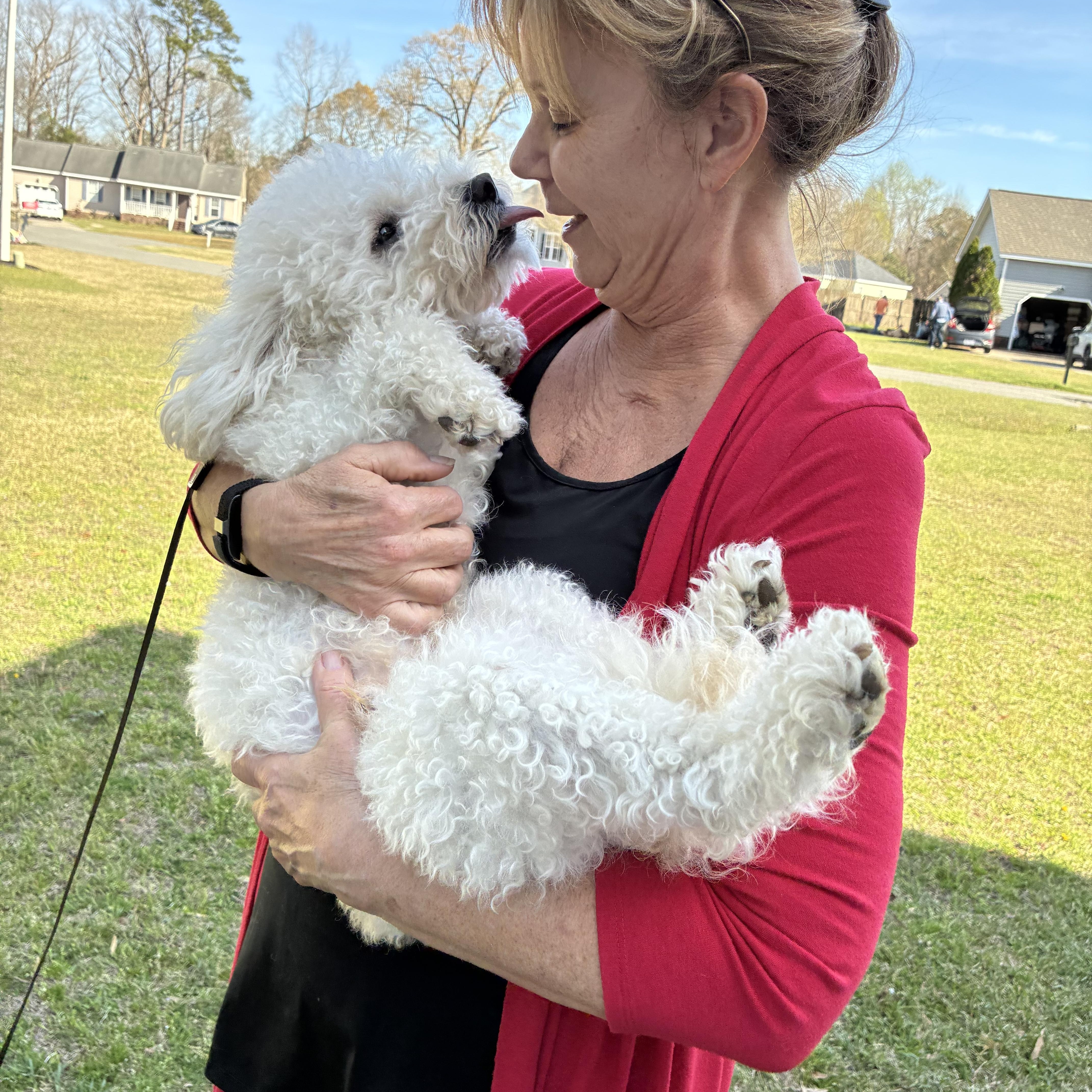 Ziggy, ADOPTABLE, Young Male Miniature Poodle & Bichon Frise.