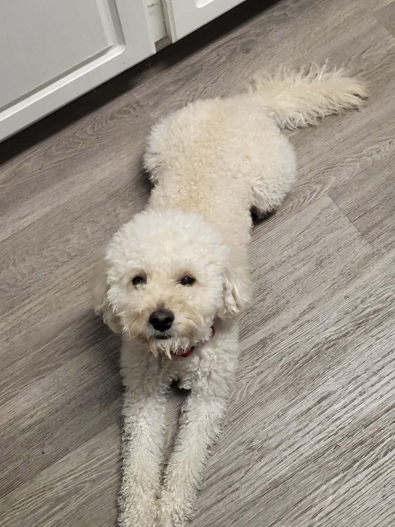 Enlarge Ziggy, a ADOPTABLE mixed breed in Brockport, NY image 3/6