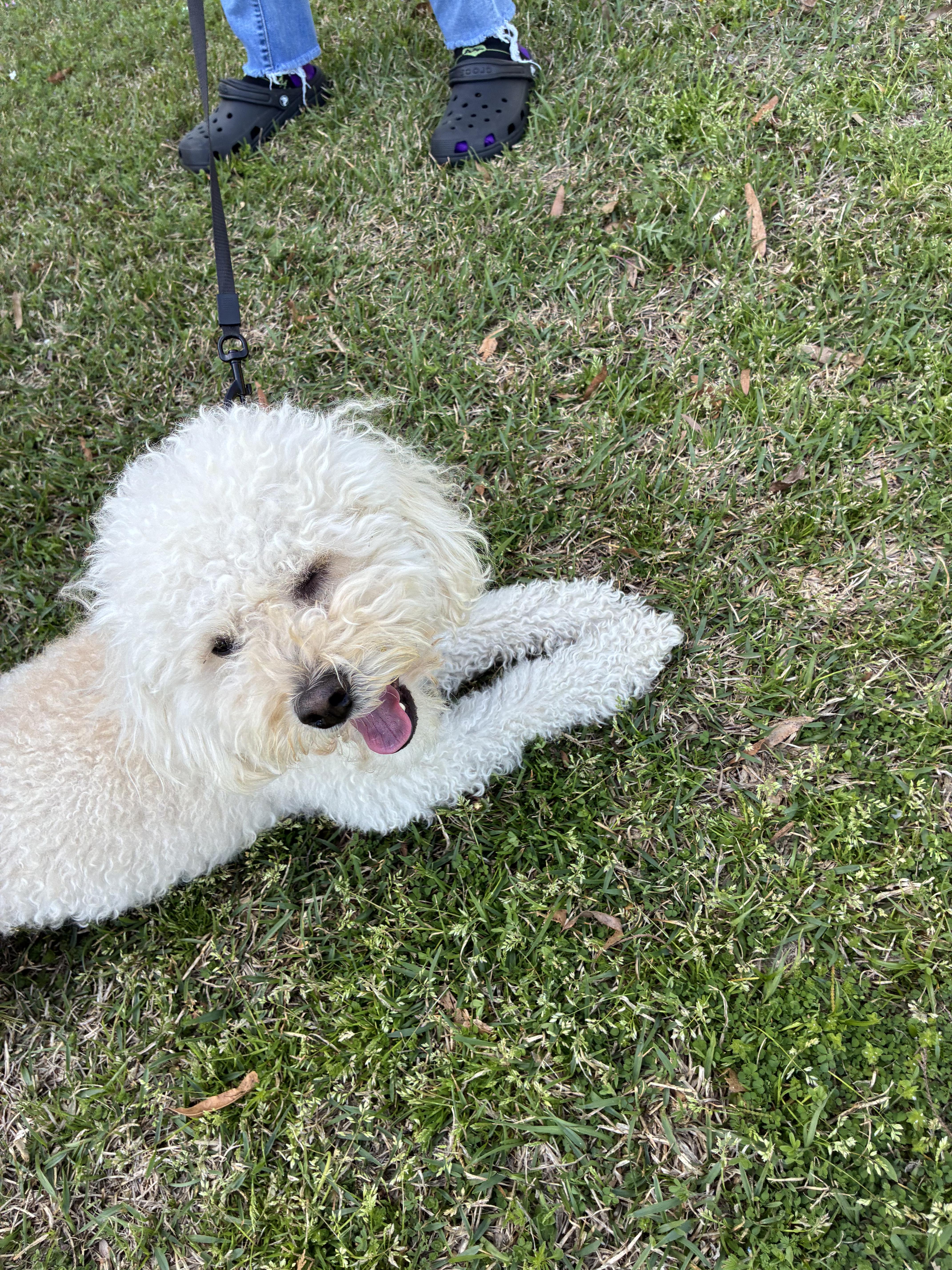 Enlarge Ziggy, a ADOPTABLE mixed breed in Brockport, NY image 4/6