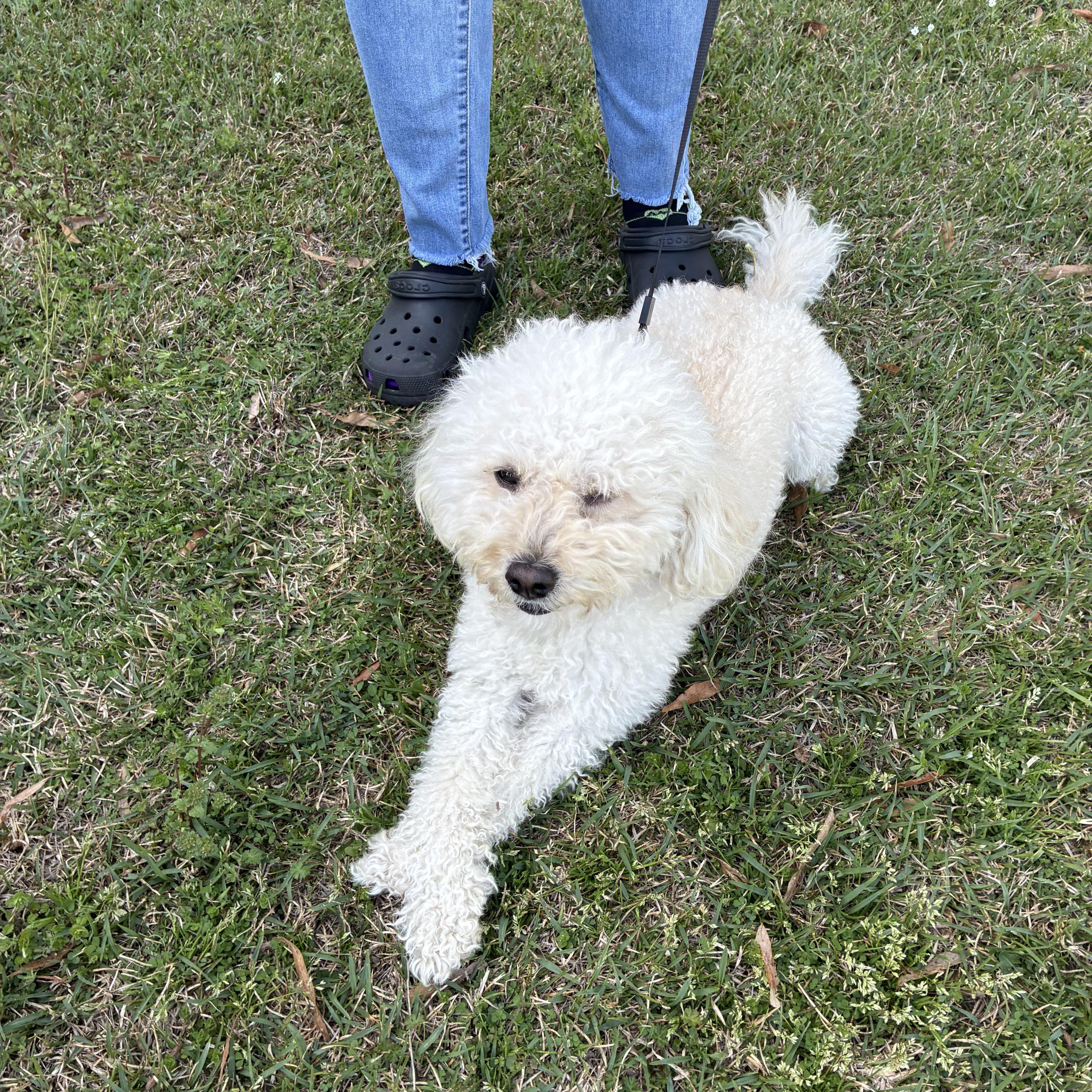 Enlarge Ziggy, a ADOPTABLE mixed breed in Brockport, NY image 2/6