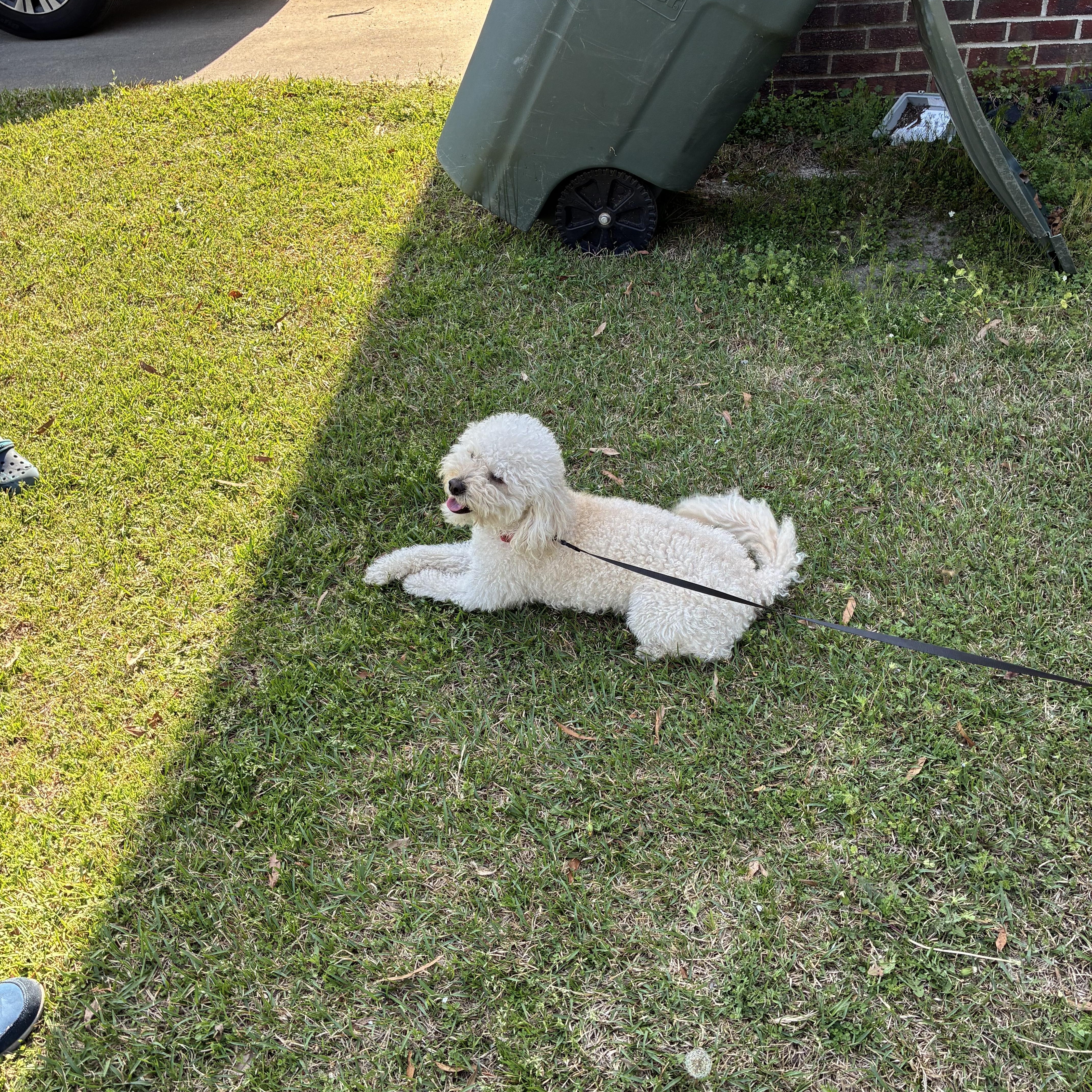 Enlarge Ziggy, a ADOPTABLE mixed breed in Brockport, NY image 5/6