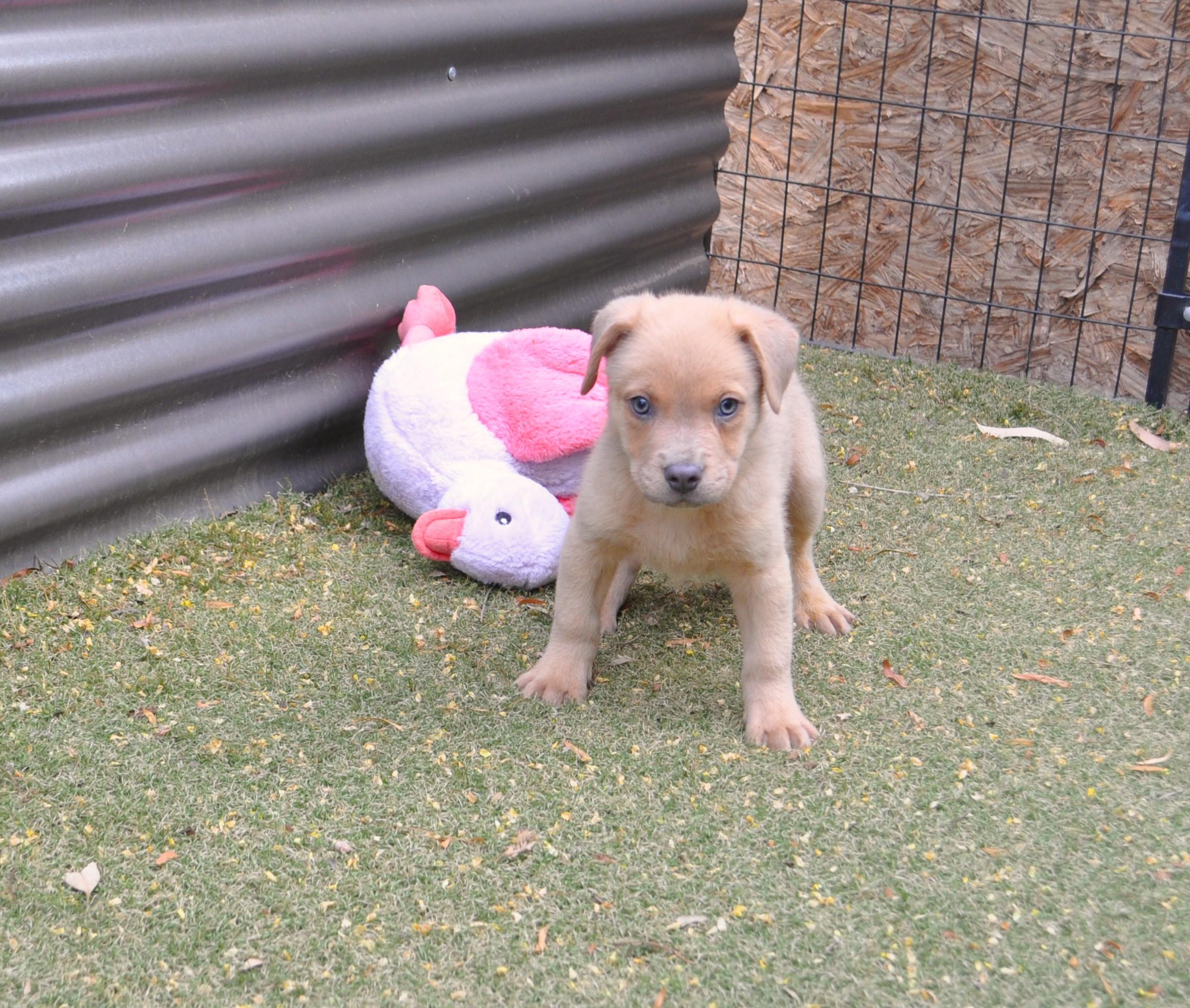 Enlarge Oakley, a ADOPTABLE mixed breed in Apache Junction, AZ image 3/3
