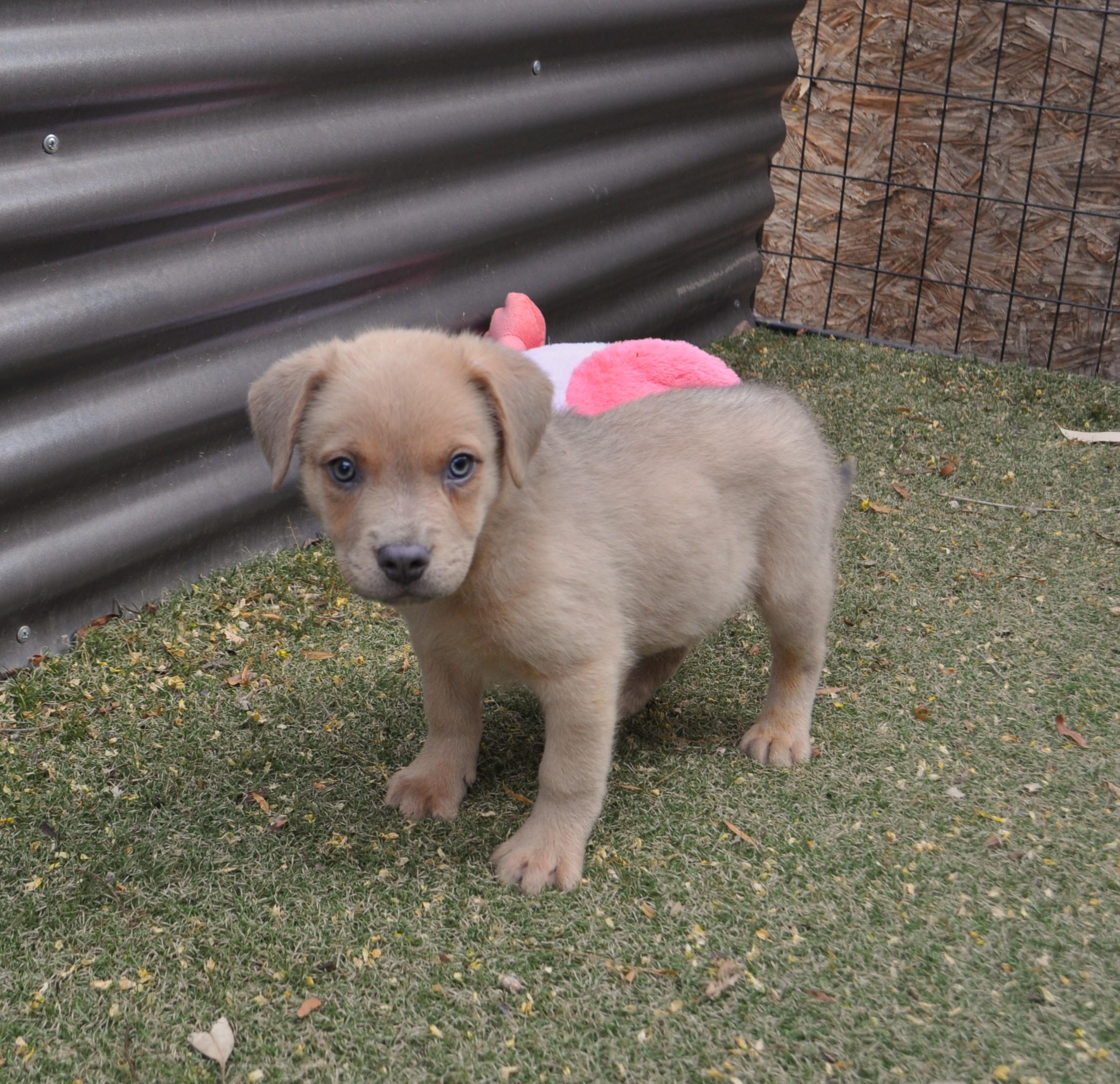 Enlarge Oakley, a ADOPTABLE mixed breed in Apache Junction, AZ image 1/3