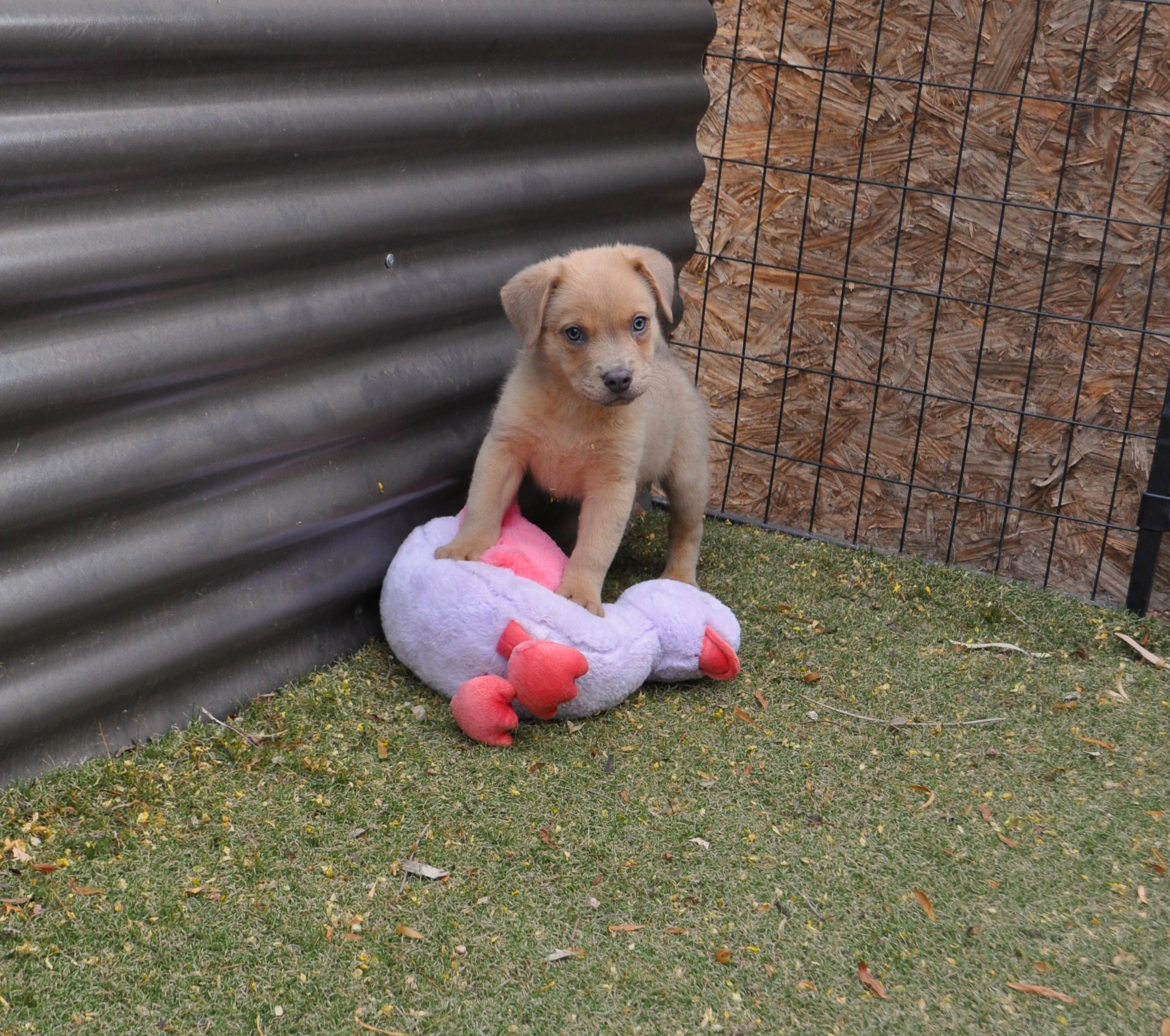 Enlarge Oakley, a ADOPTABLE mixed breed in Apache Junction, AZ image 2/3