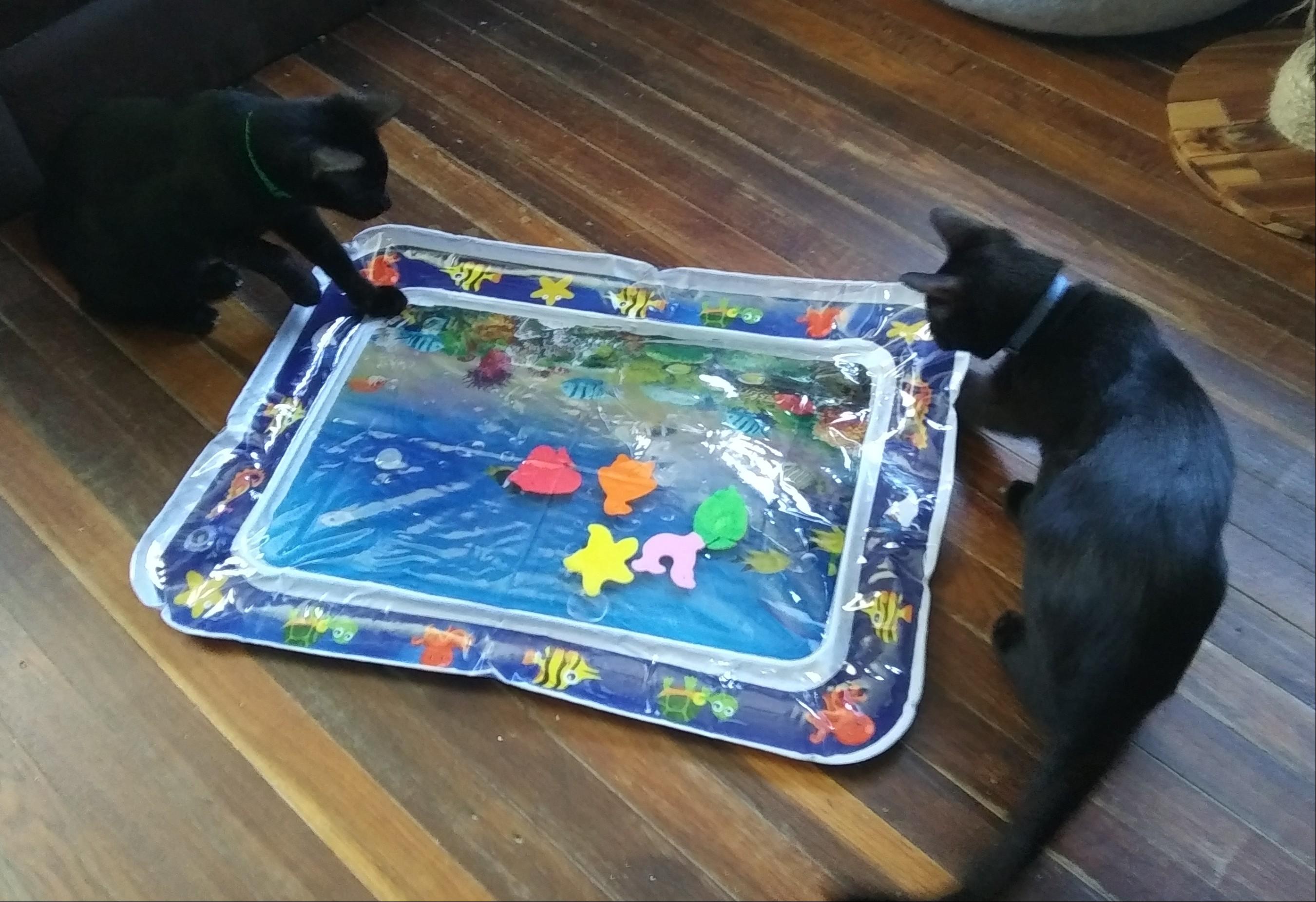 Orion bonded with Ozzie, a ADOPTABLE Domestic Short Hair in Port Wentworth, GA image 5/6