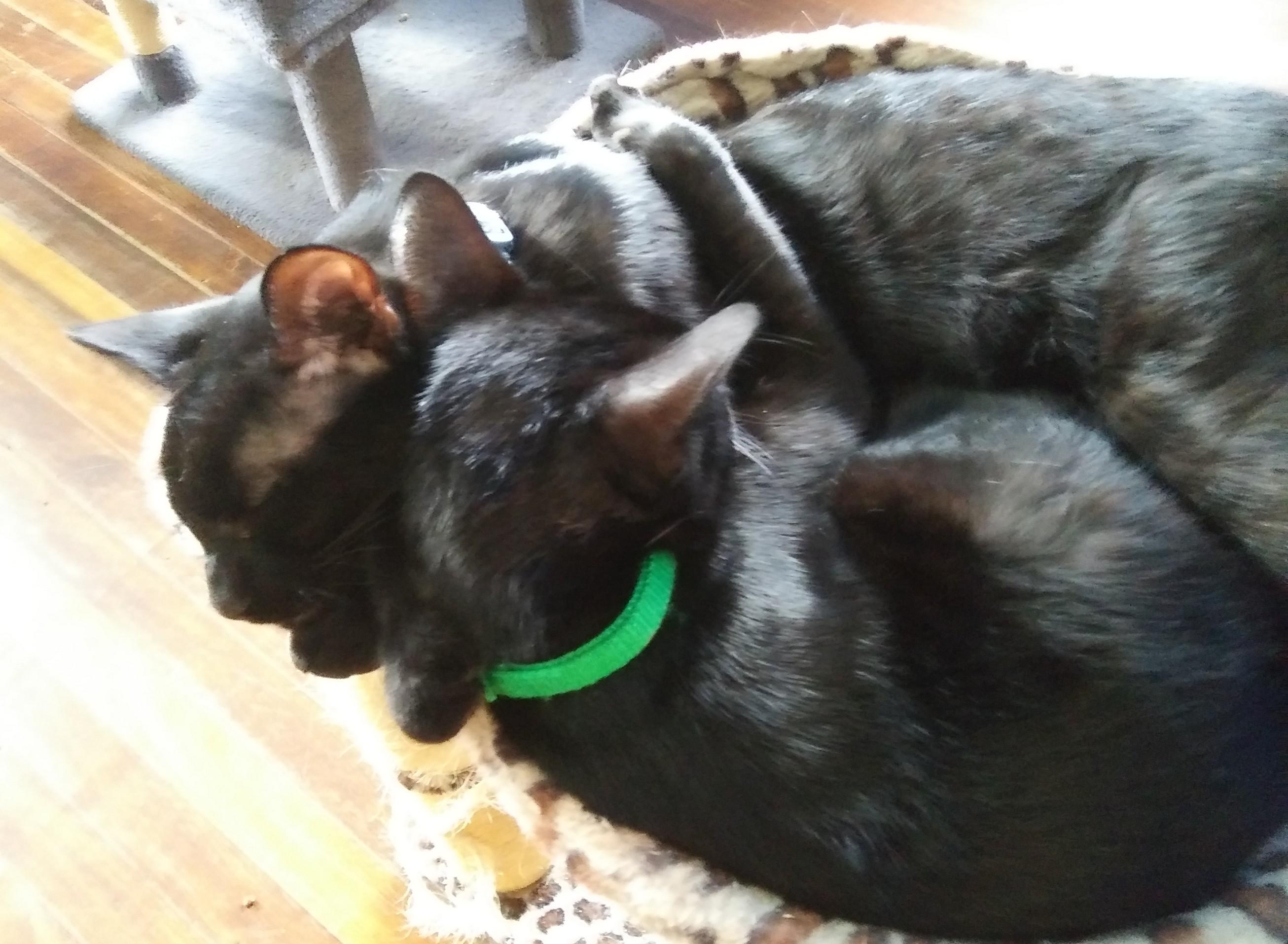 Enlarge Orion (Bonded with Ozzie), a Adoptable Domestic Short Hair in Port Wentworth, GA image 3/6