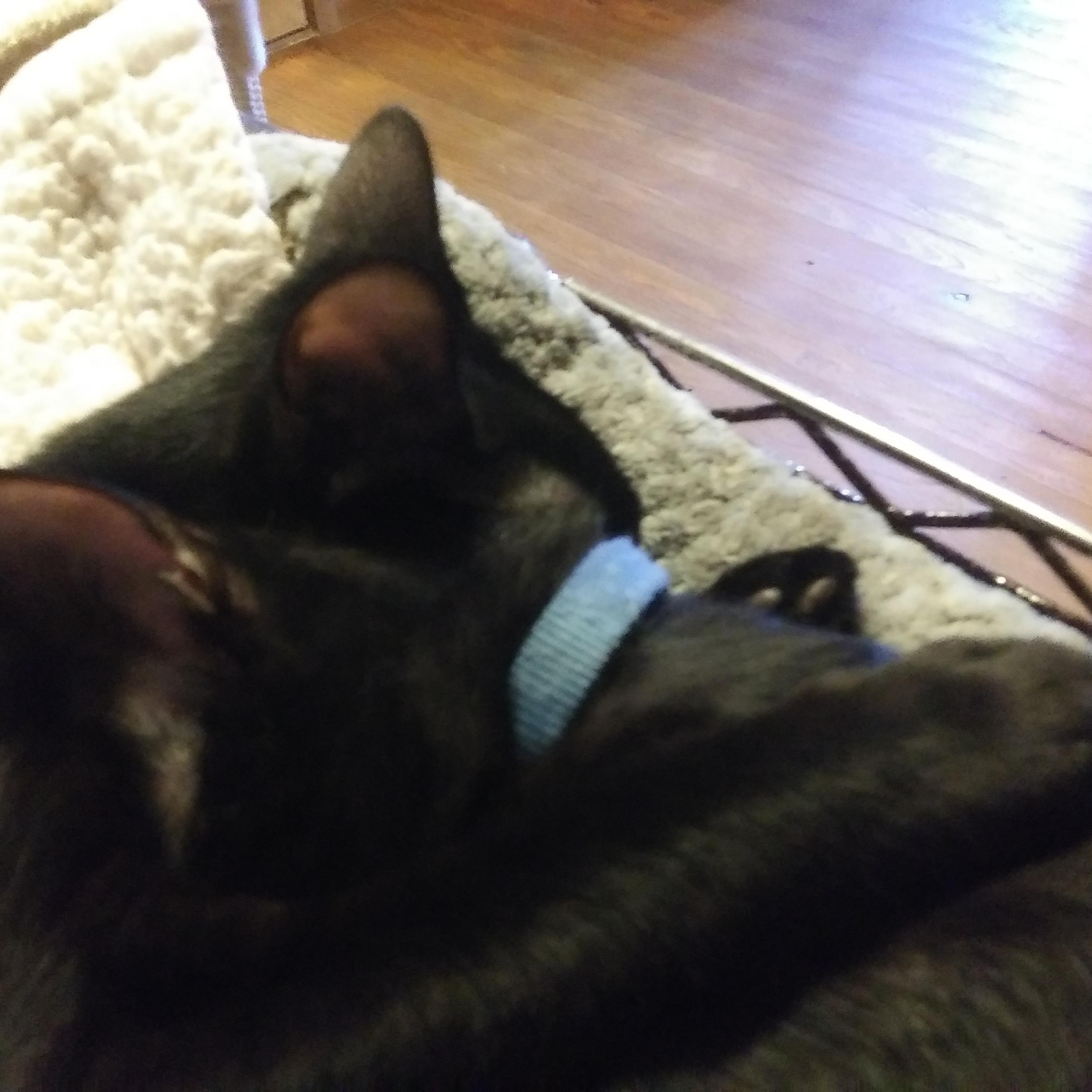 Orion bonded with Ozzie, a ADOPTABLE Domestic Short Hair in Port Wentworth, GA image 3/6