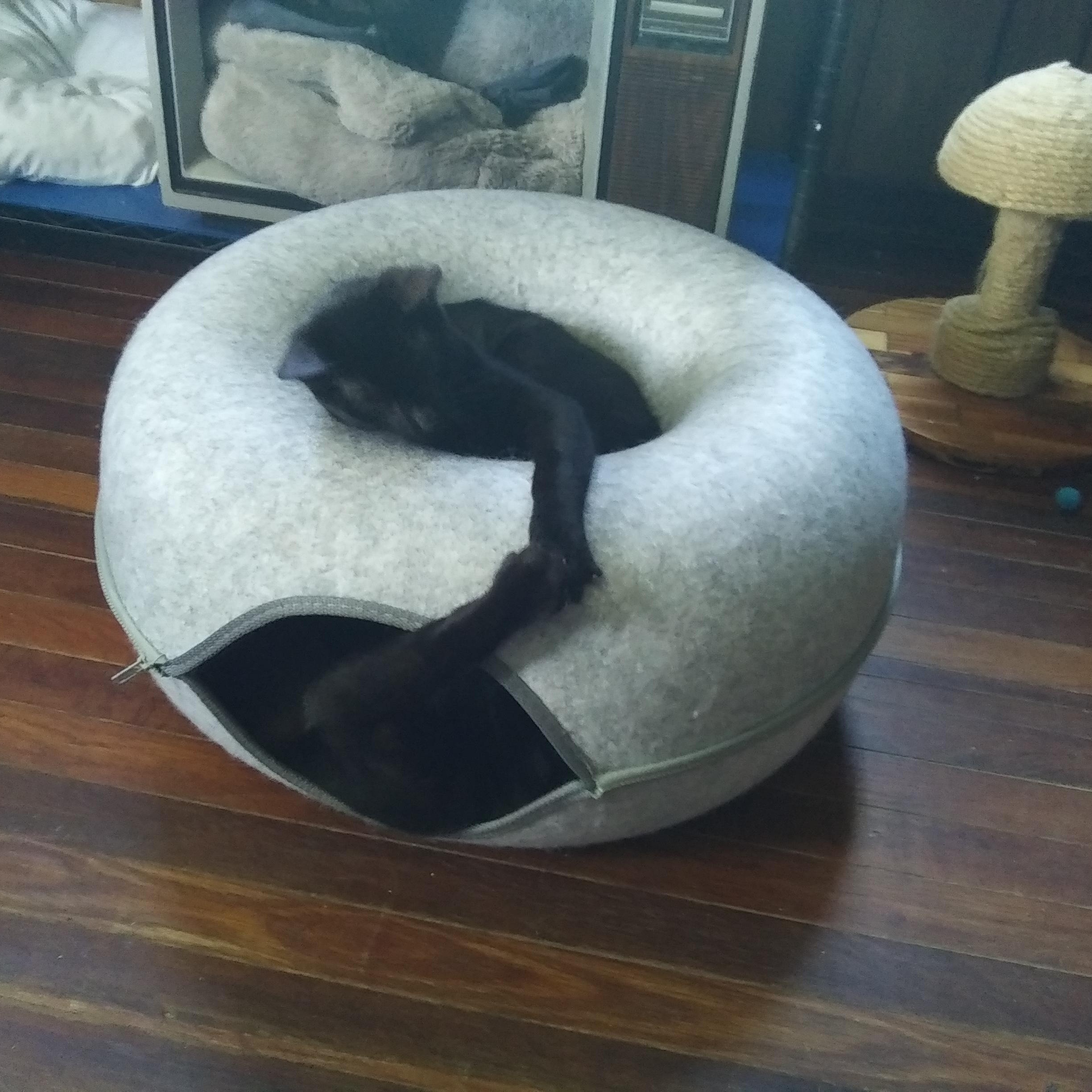 Orion bonded with Ozzie, ADOPTABLE, Young Male Domestic Short Hair.
