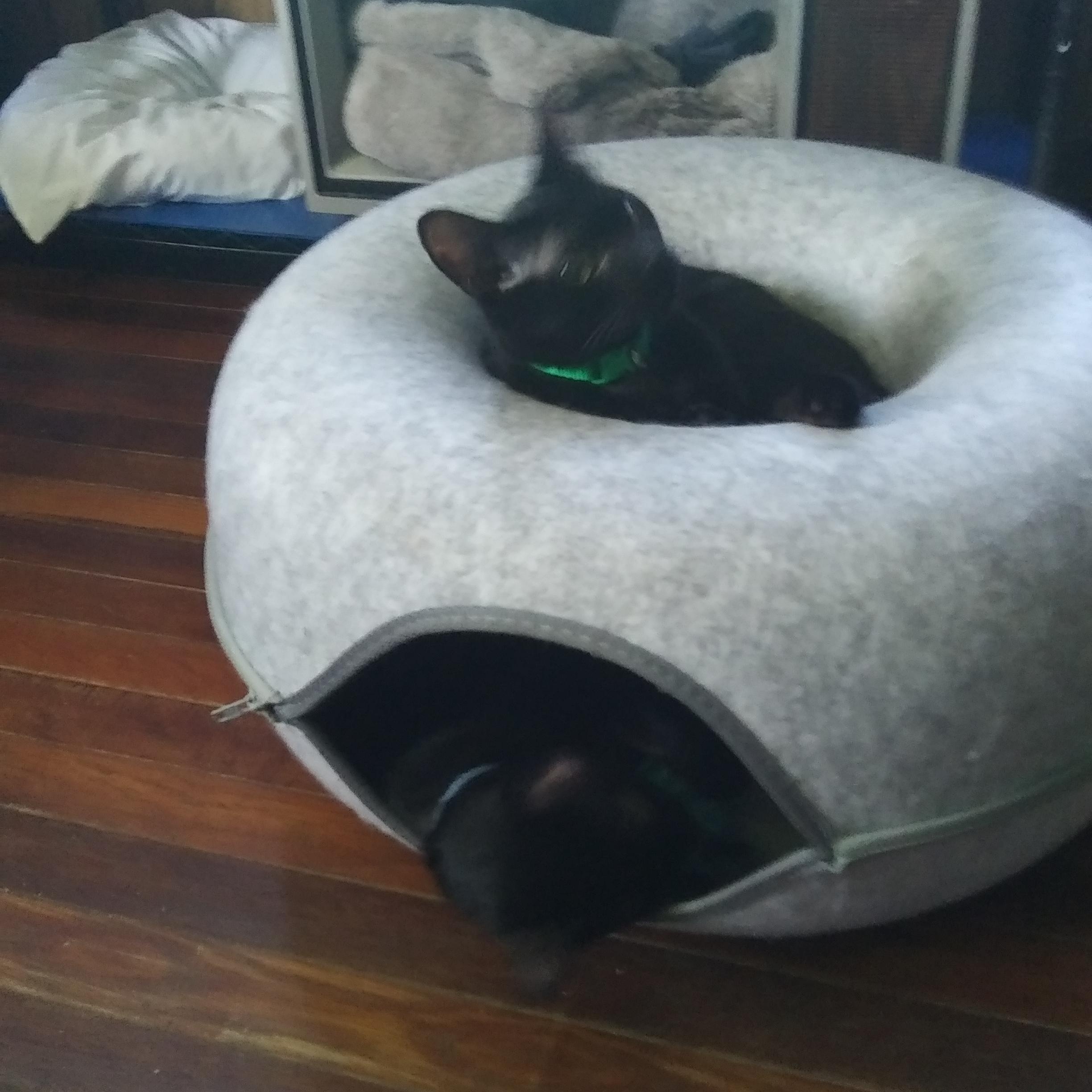 Orion bonded with Ozzie, a ADOPTABLE Domestic Short Hair in Port Wentworth, GA image 2/6