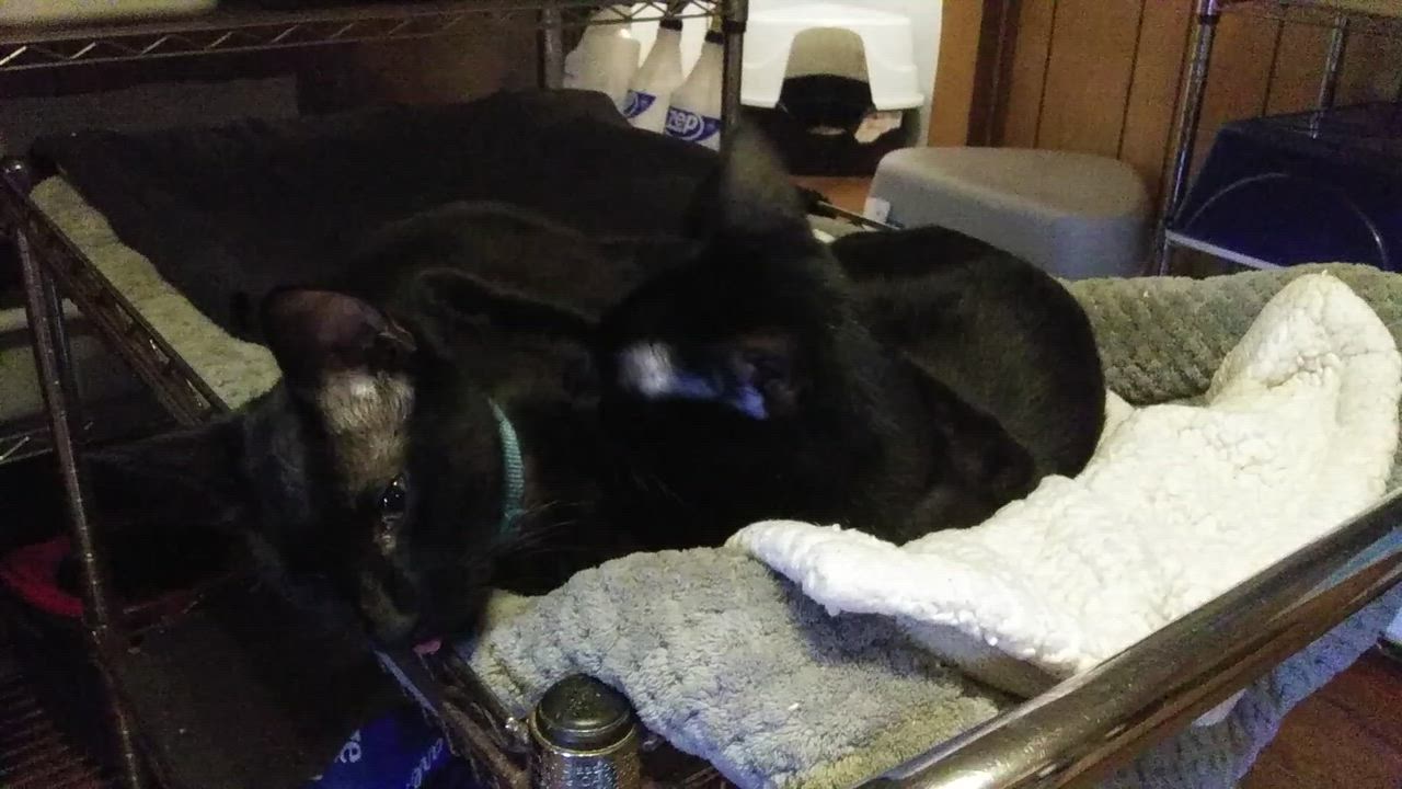 Enlarge Orion bonded with Ozzie, a ADOPTABLE Domestic Short Hair in Port Wentworth, GA video 4/6