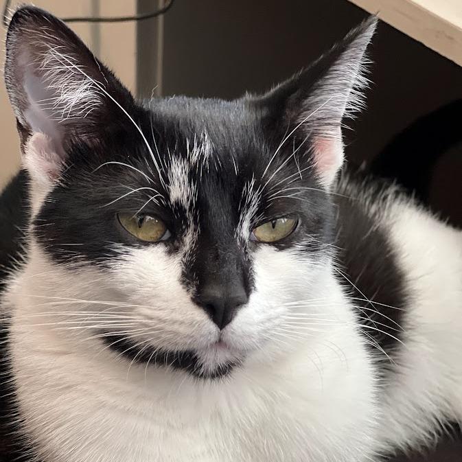 Enlarge Sunny, a Adoptable Domestic Short Hair in Los Angeles, CA image 1/4