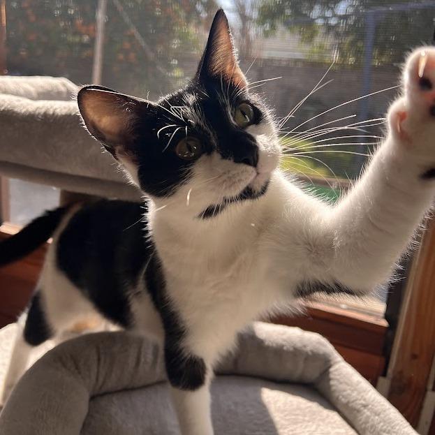Enlarge Sunny, a Adoptable Domestic Short Hair in Los Angeles, CA image 2/4