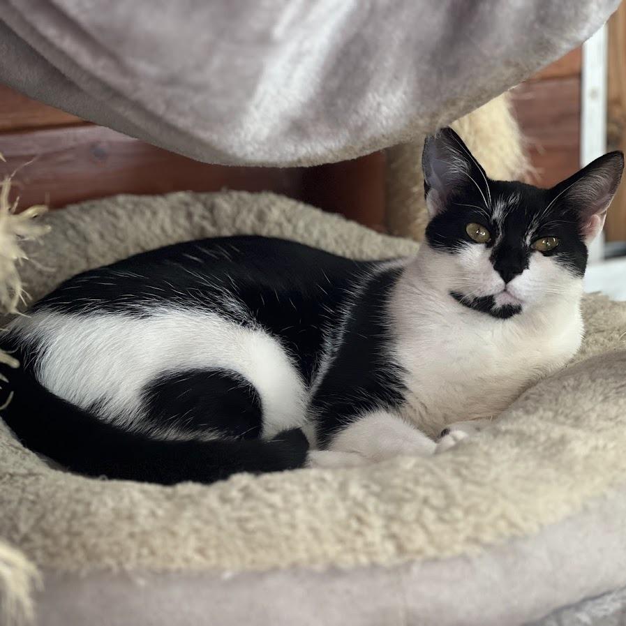 Enlarge Sunny, a Adoptable Domestic Short Hair in Los Angeles, CA image 3/4