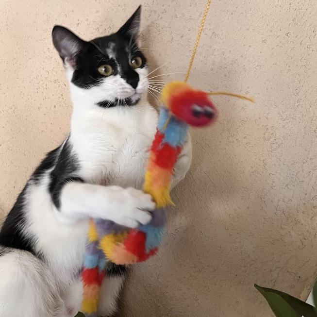 Enlarge Sunny, a Adoptable Domestic Short Hair in Los Angeles, CA image 4/4
