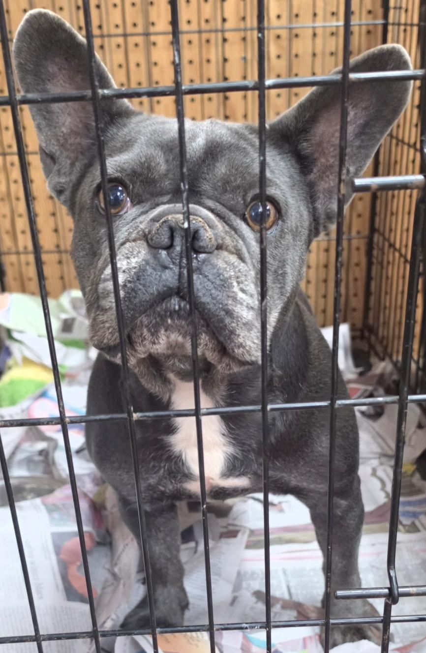 Bessy, Adopted, Adult Female French Bulldog.