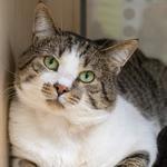 Enlarge Patches, a ADOPTABLE Domestic Short Hair in Troy, MI image 1/1