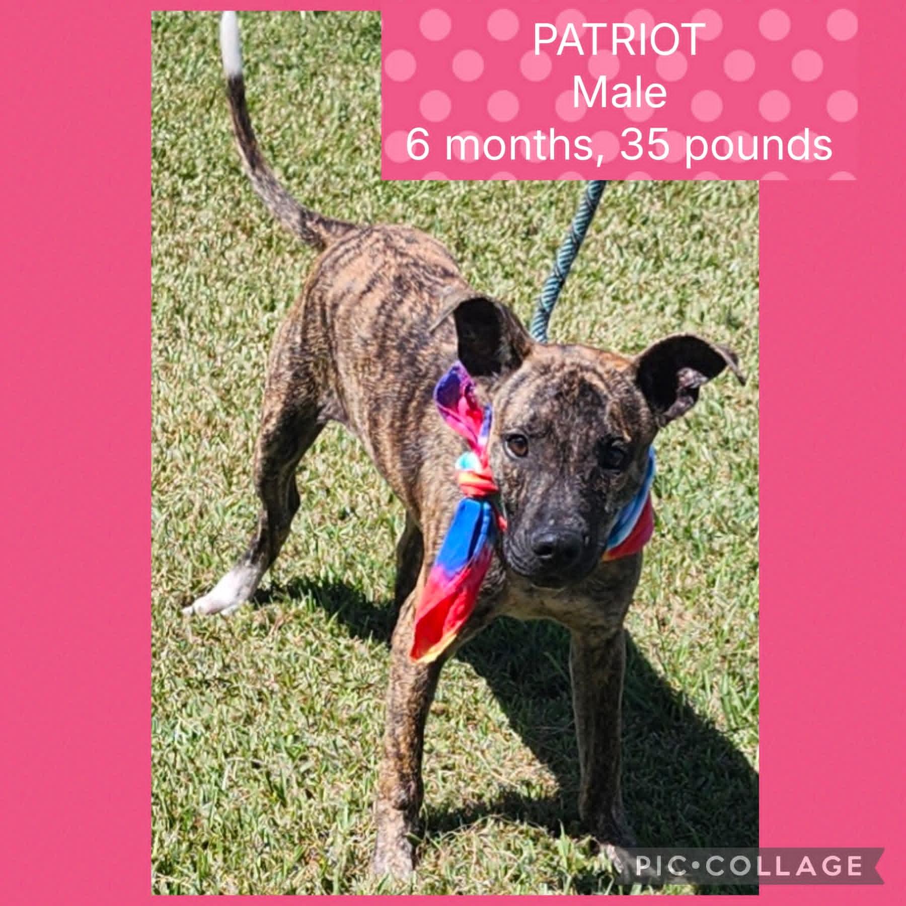 Enlarge Patriot, a Adoptable mixed breed in New Iberia, LA image 1/1