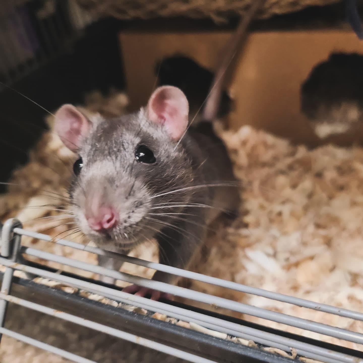 Gruncle, Koala & Valentino