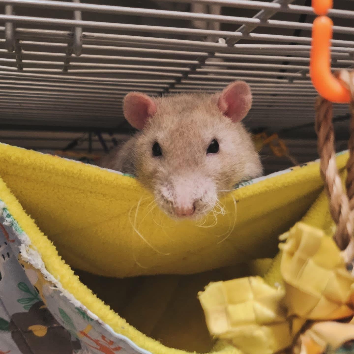 Gruncle, Koala & Valentino