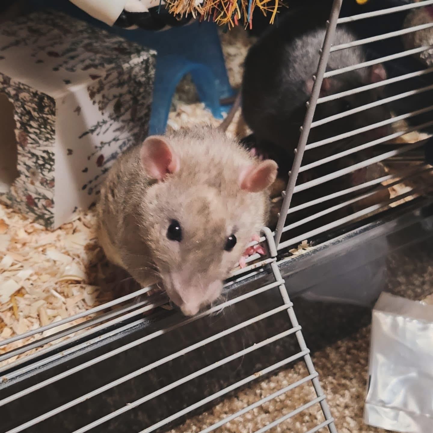 Gruncle, Koala & Valentino