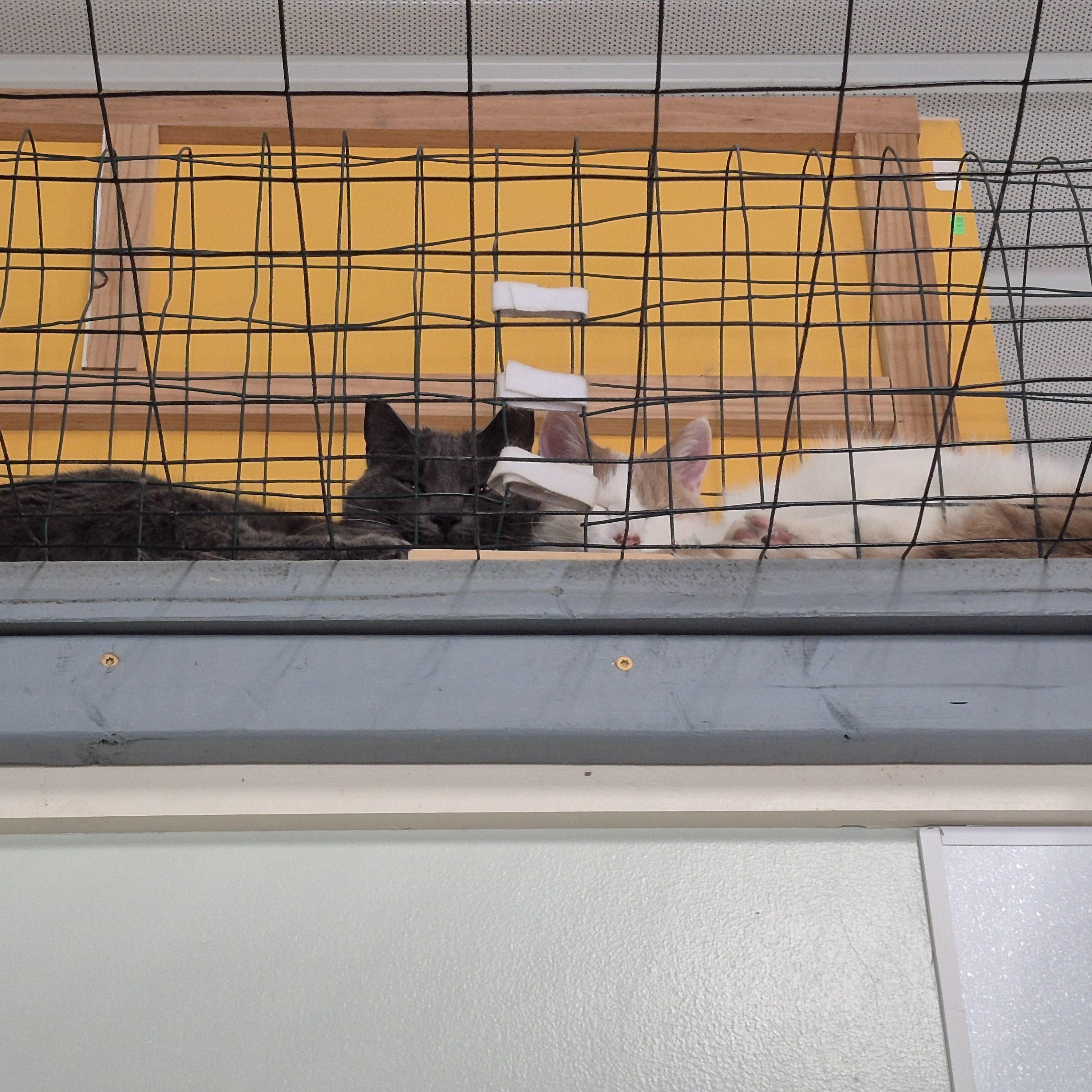 Enlarge Tanner, a ADOPTABLE Domestic Short Hair in Tioga, PA image 4/4