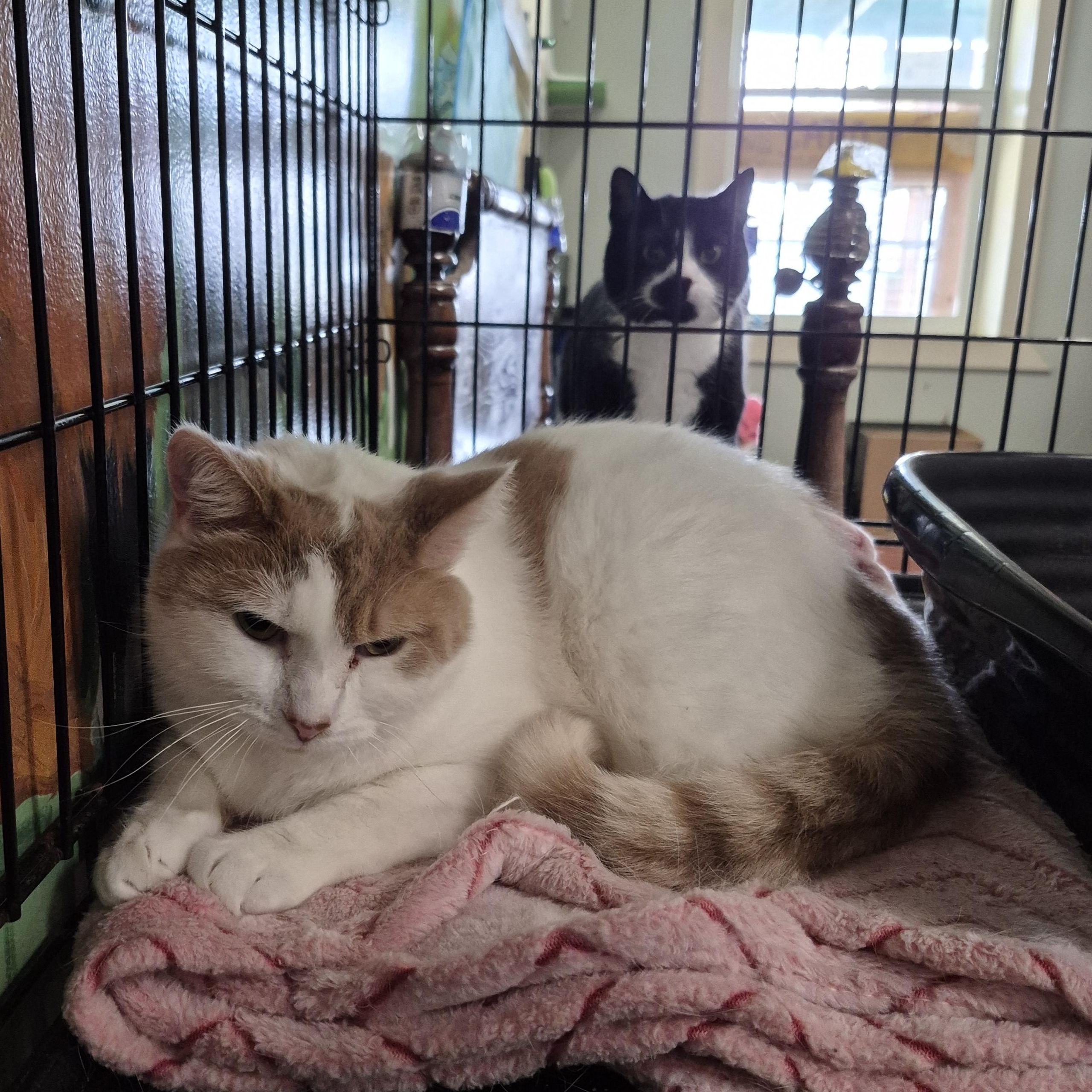 Enlarge Tanner, a ADOPTABLE Domestic Short Hair in Tioga, PA image 3/4