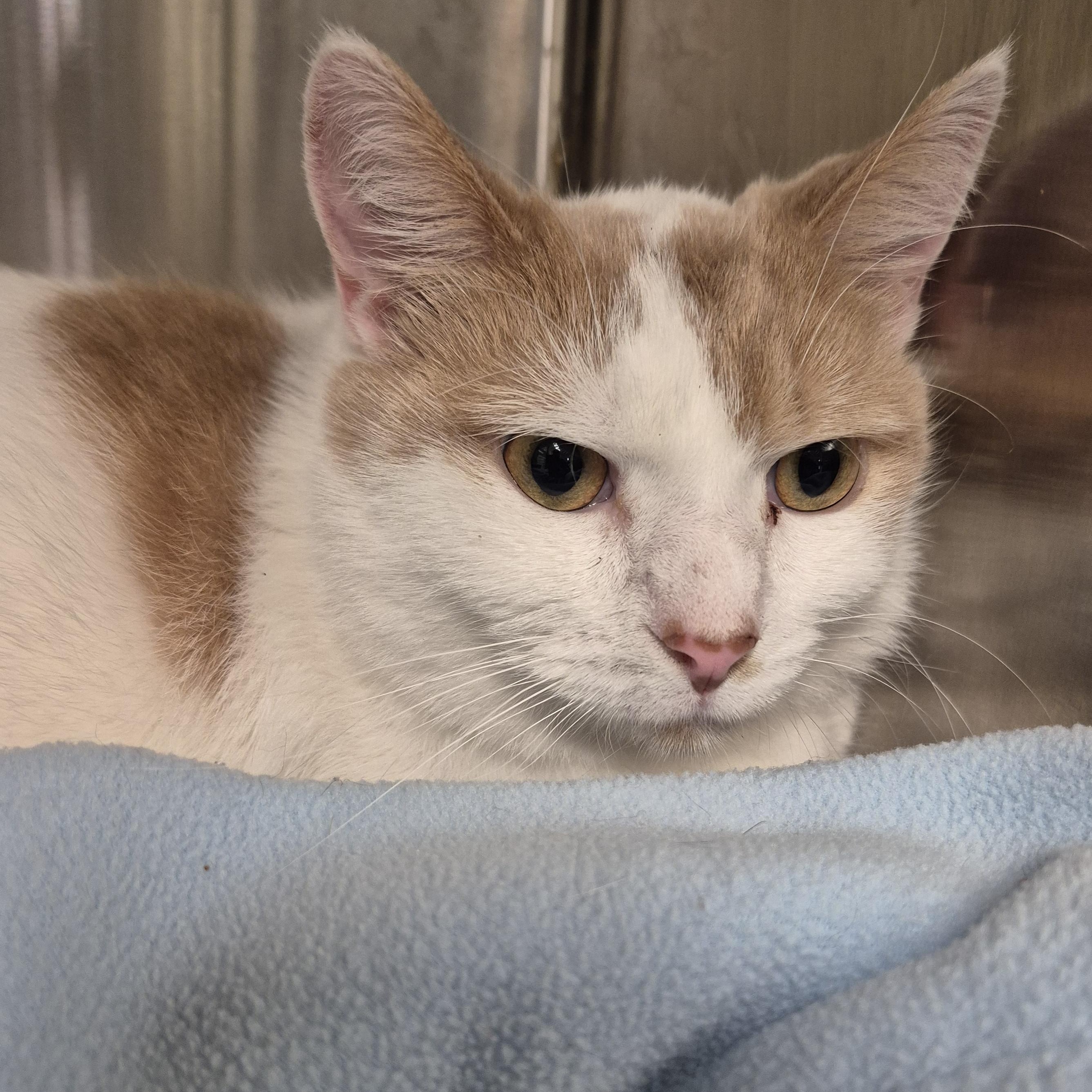 Enlarge Tanner, a ADOPTABLE Domestic Short Hair in Tioga, PA image 2/4