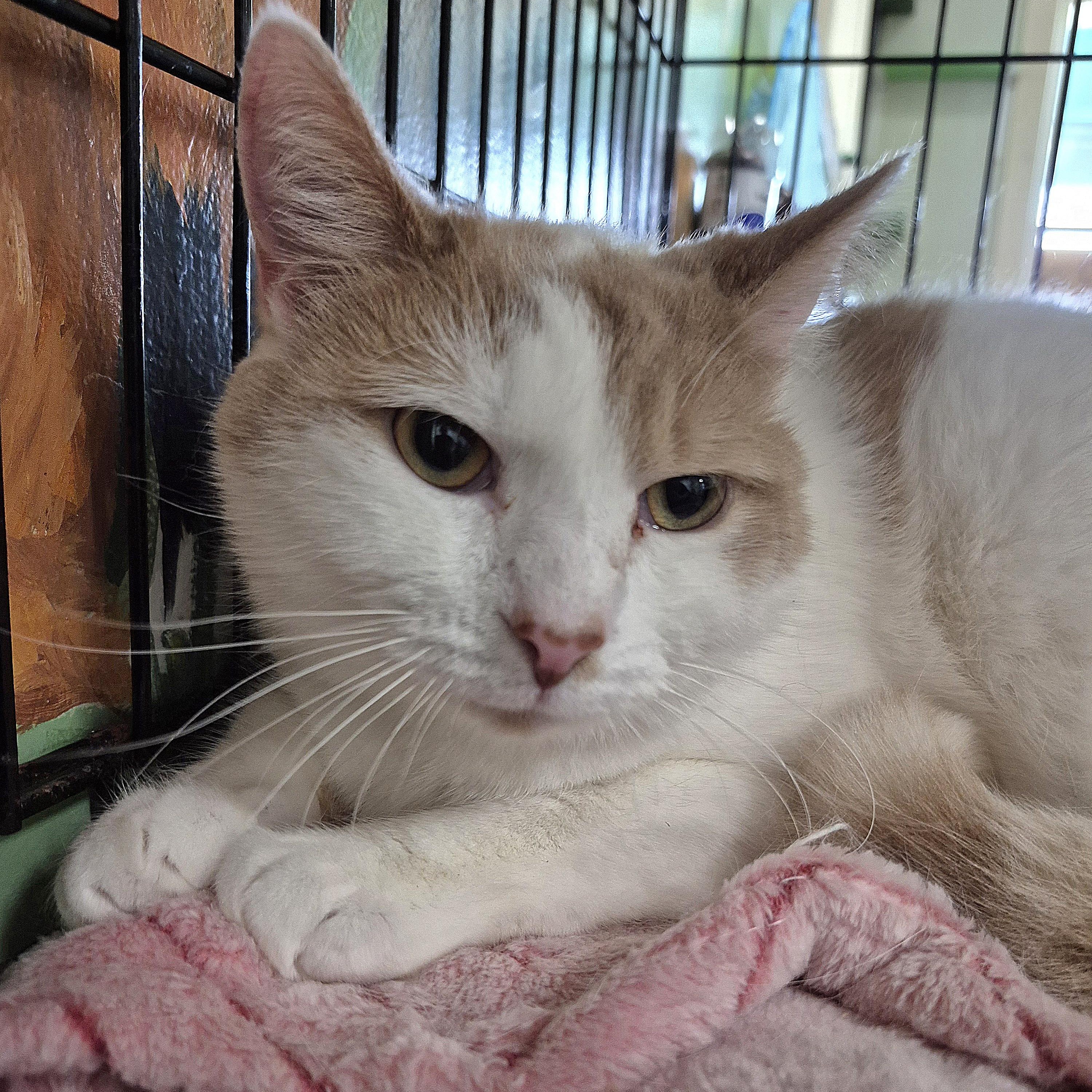 Enlarge Tanner, a ADOPTABLE Domestic Short Hair in Tioga, PA image 1/4