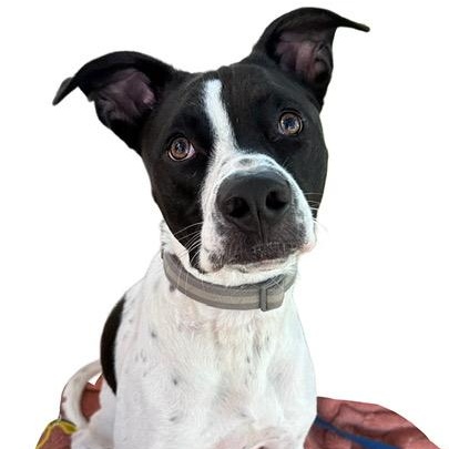 Reebok, Adoptable, Young Male Terrier.