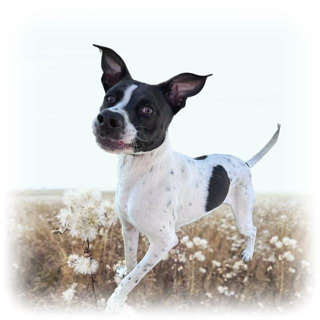 Enlarge Reebok, a Adoptable mixed breed in Tulsa, OK image 2/4