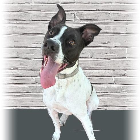 Enlarge Reebok, a Adoptable mixed breed in Tulsa, OK image 4/4