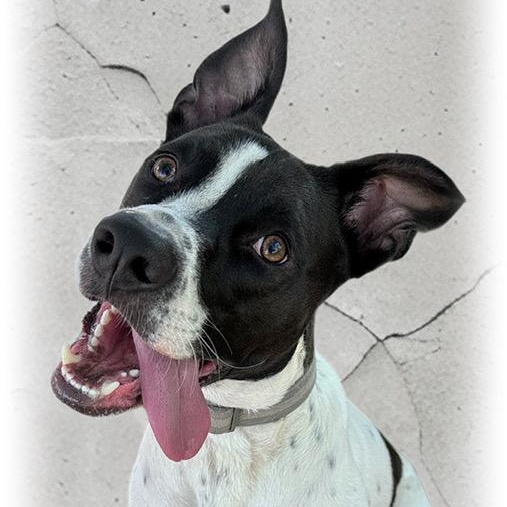 Enlarge Reebok, a Adoptable mixed breed in Tulsa, OK image 3/4