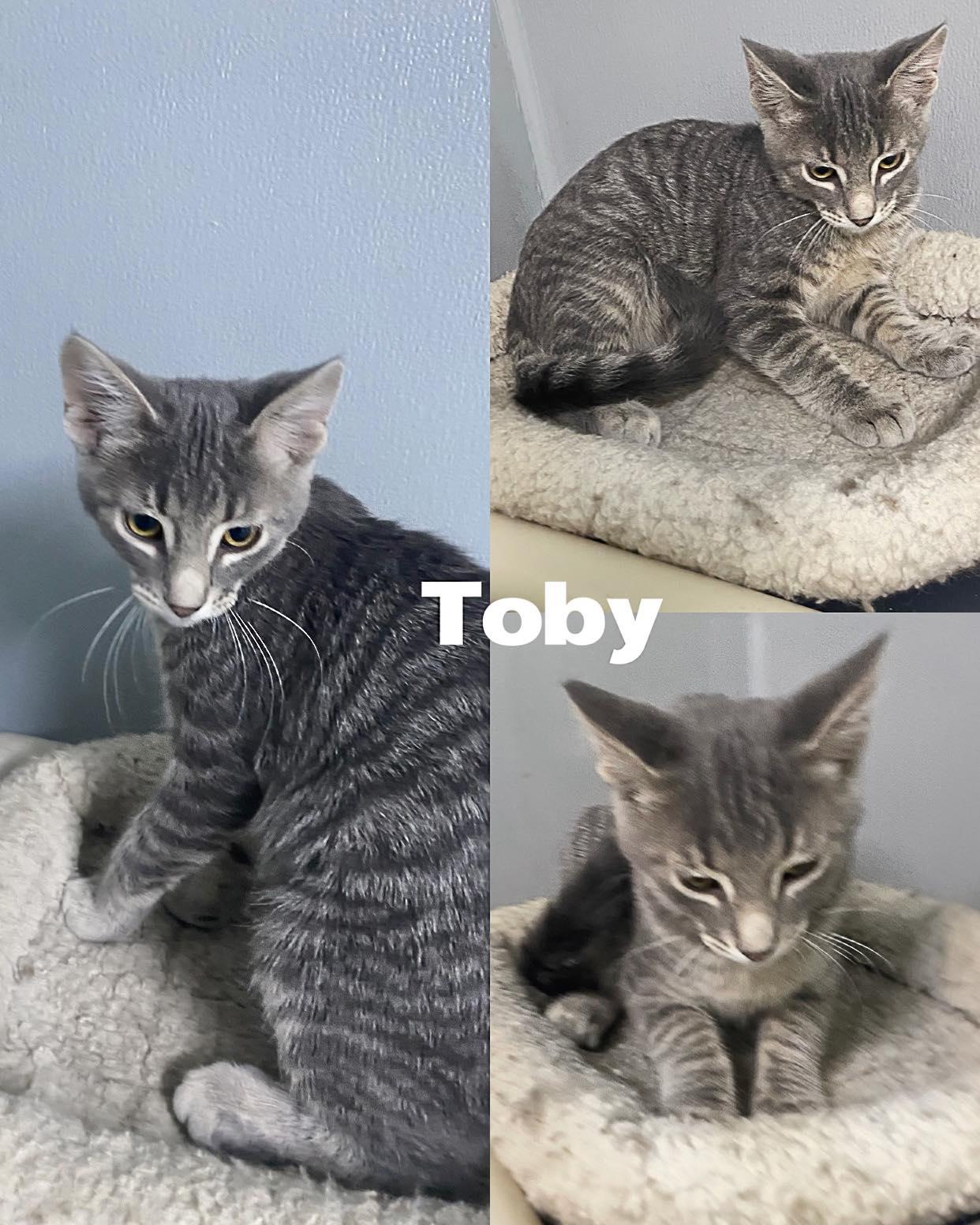 Toby